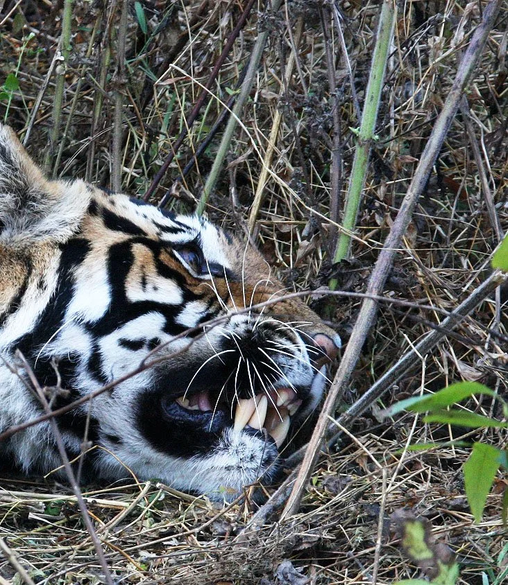 Panthera tigris tigris - BENGAL TIGER - KANHA NATIONAL PARK MADHYA PRADESH INDIA (6).JPG
