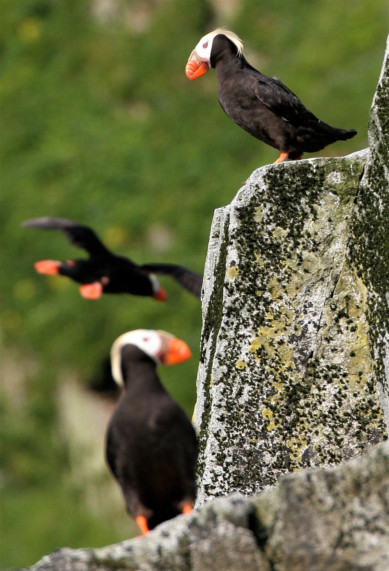 Fratercula cirrhata - TUFTED PUFFIN - COMMANDER ISLANDS aa (2).jpg