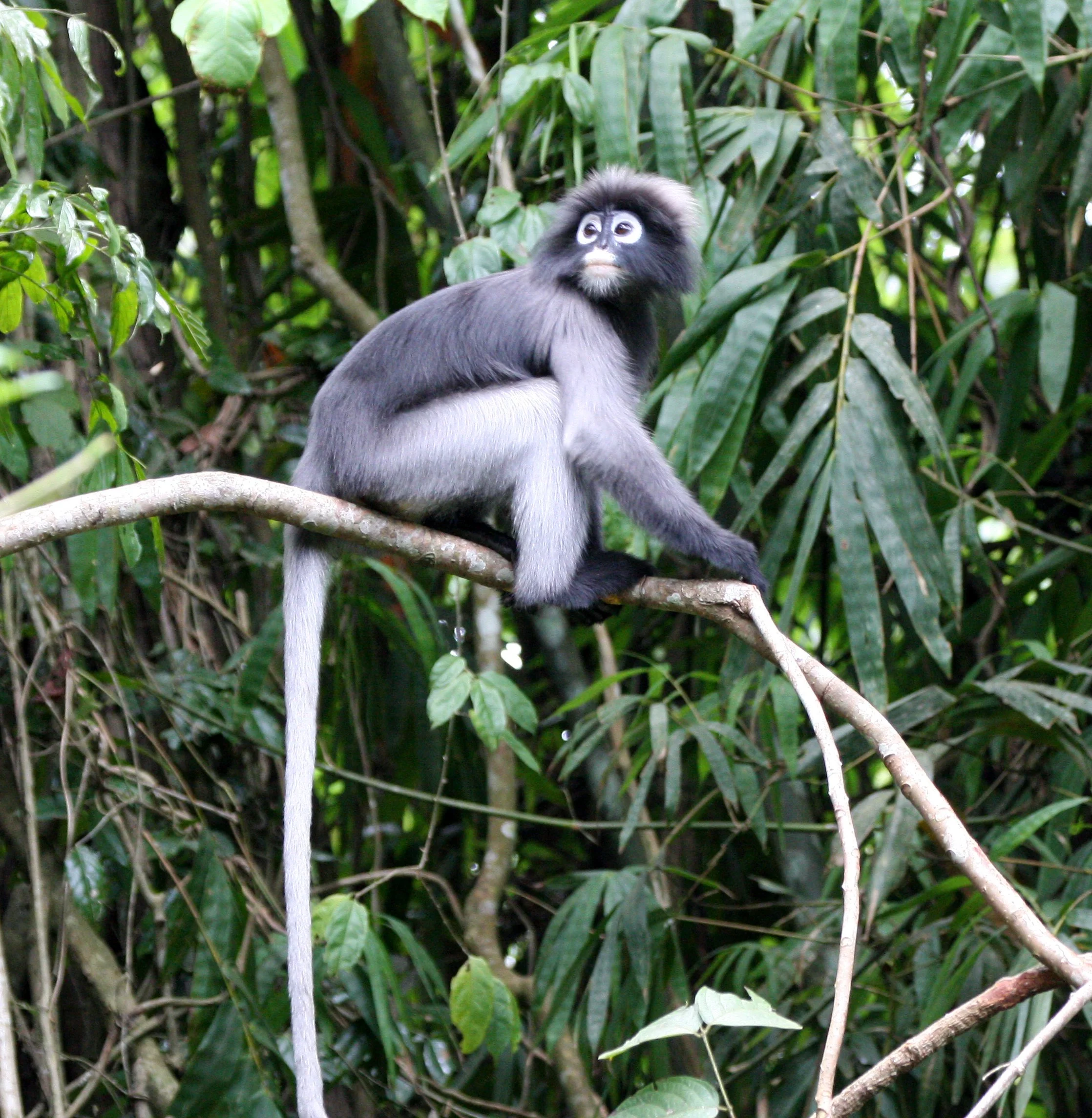CERCOPITHECIDAE - Trachypithecus obscurus flavicauda - BLOND-TAILED (DUSKY) LANGUR - KAENG KRACHAN NAT'L PARK (15).JPG