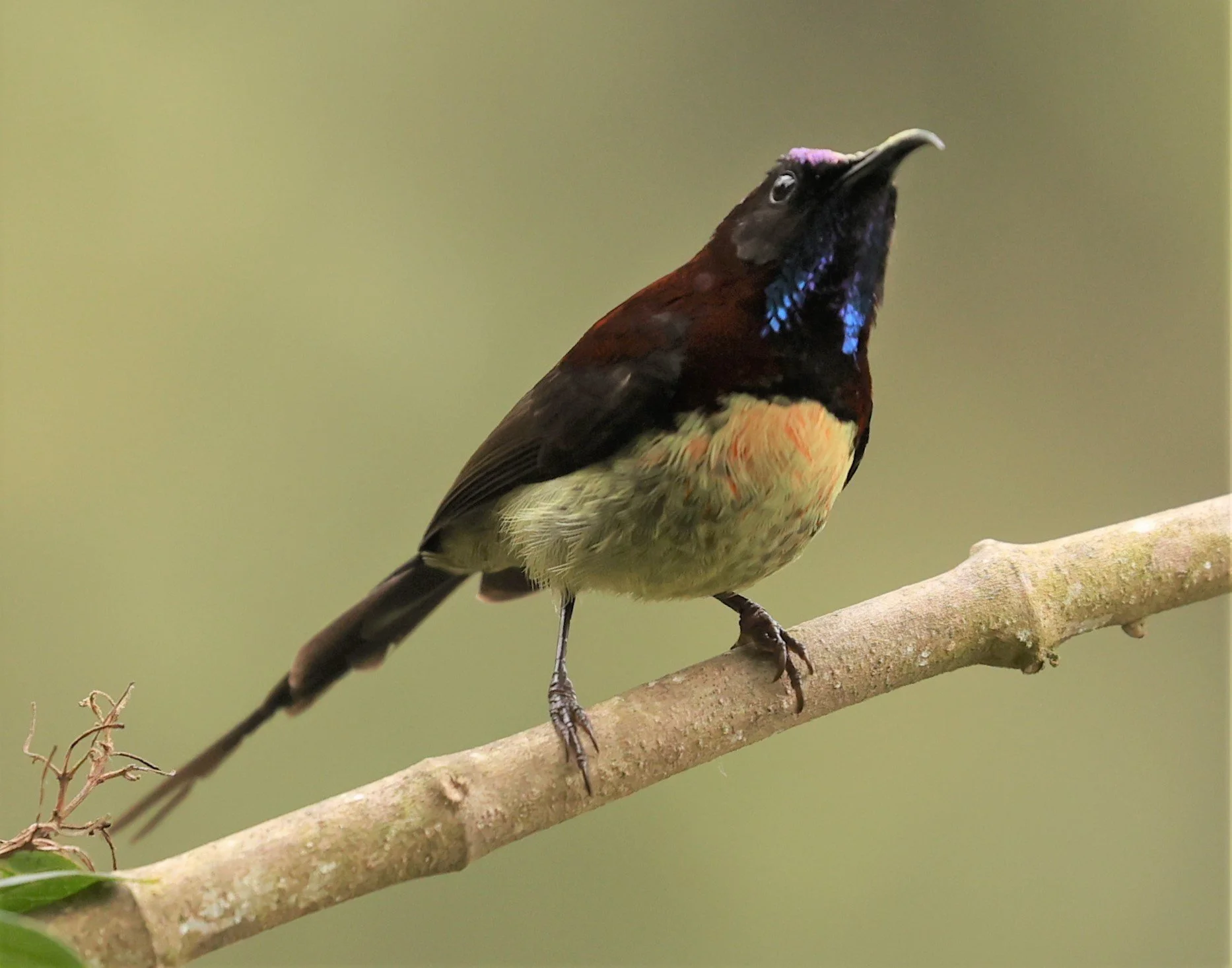 SUNBIRD - BLACK-THROATED SUNBIRD - Aethopyga saturata - DOI INTHANON NP CHIANG MAI, DEC 2021 (35).jpg