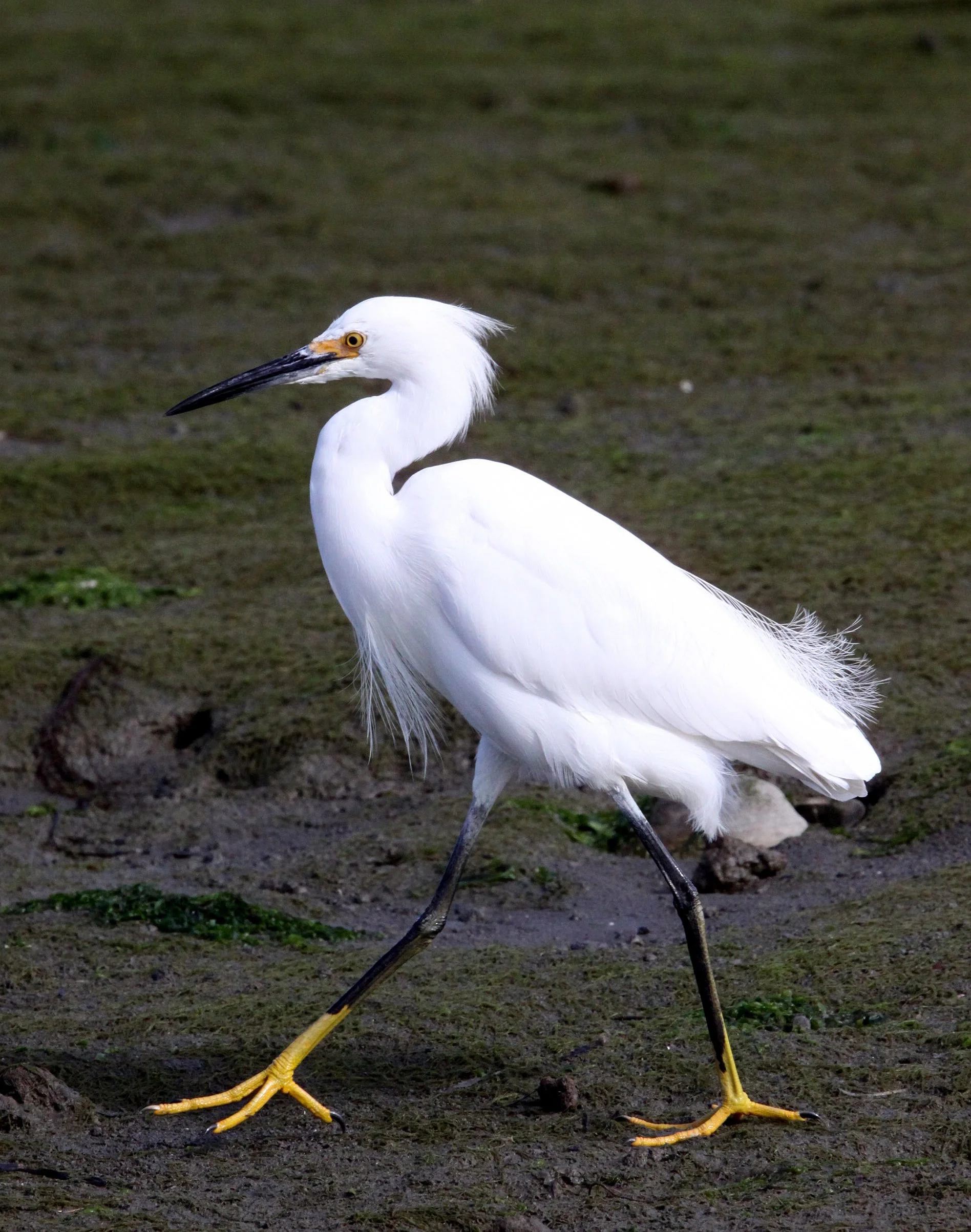EGRET - SNOWY EGRET - Egretta thula - ELKHORN SLOUGH CALIFORNIA (10).JPG
