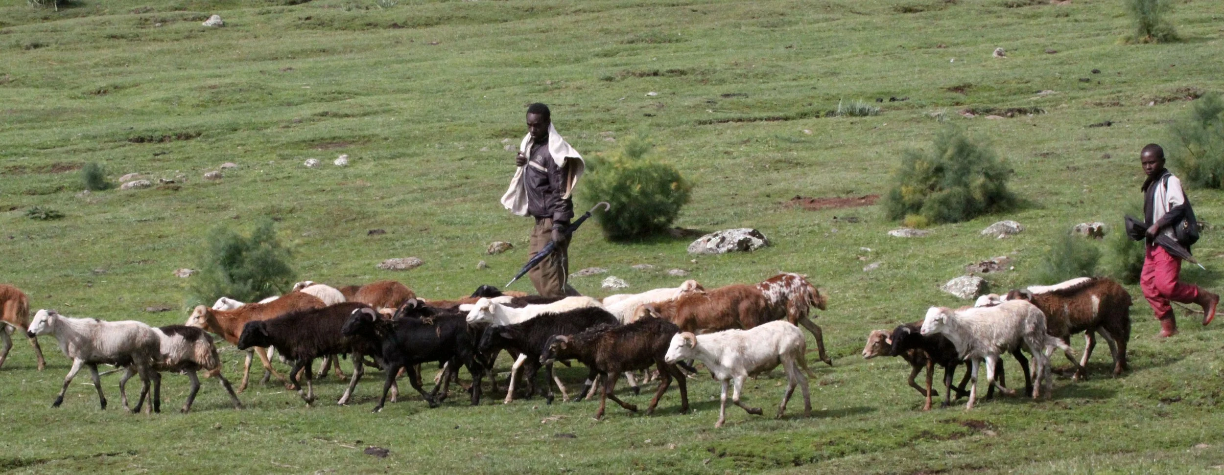 BALE MOUNTAINS NATIONAL PARK ETHIOPIA - GAYSAY GRASSLANDS (10).JPG