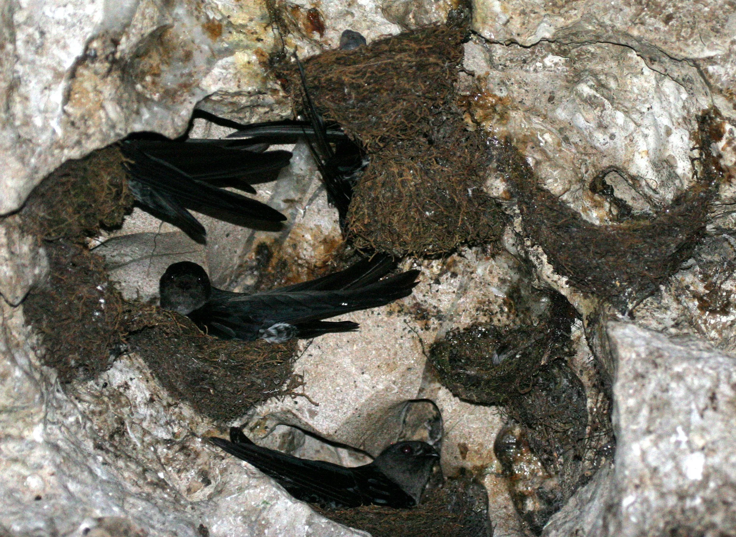Black-nest Swiftlet (Collocalia maxima) Gamontong Caves Borneo (13).JPG