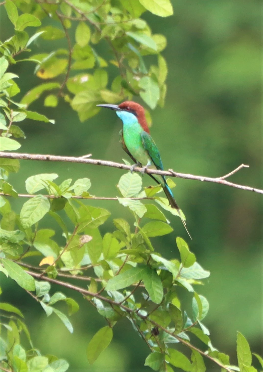 BEE-EATER - BLUE-THROATED BEE-EATER - Merops viridis - Khao Mai Kaeo, Bang Lamung District, Chon Buri (66).jpg