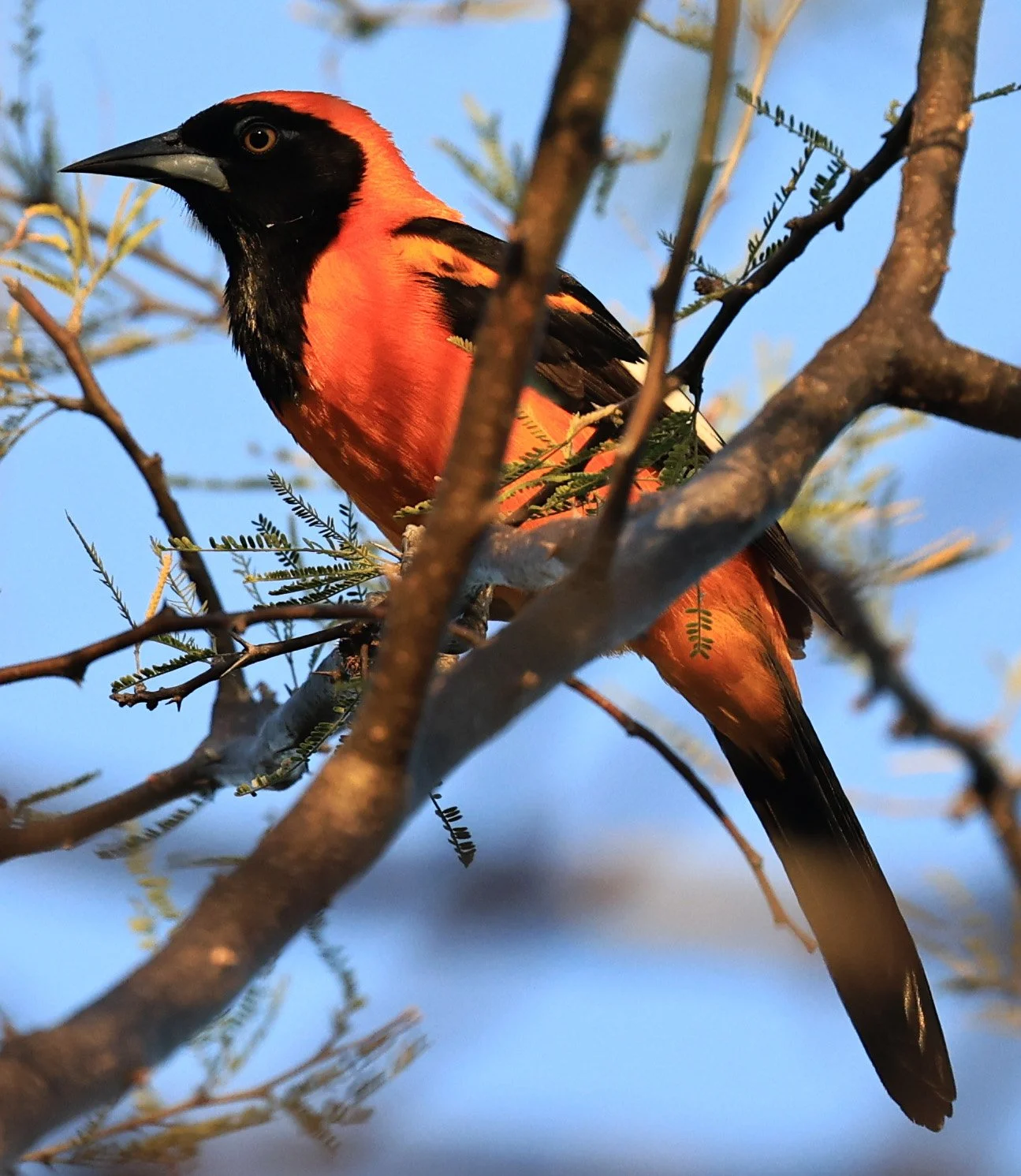 Orange-backed Troupial (Icterus croconotus) Parque Nacional Teniente Agripino Enciso (1.jpg
