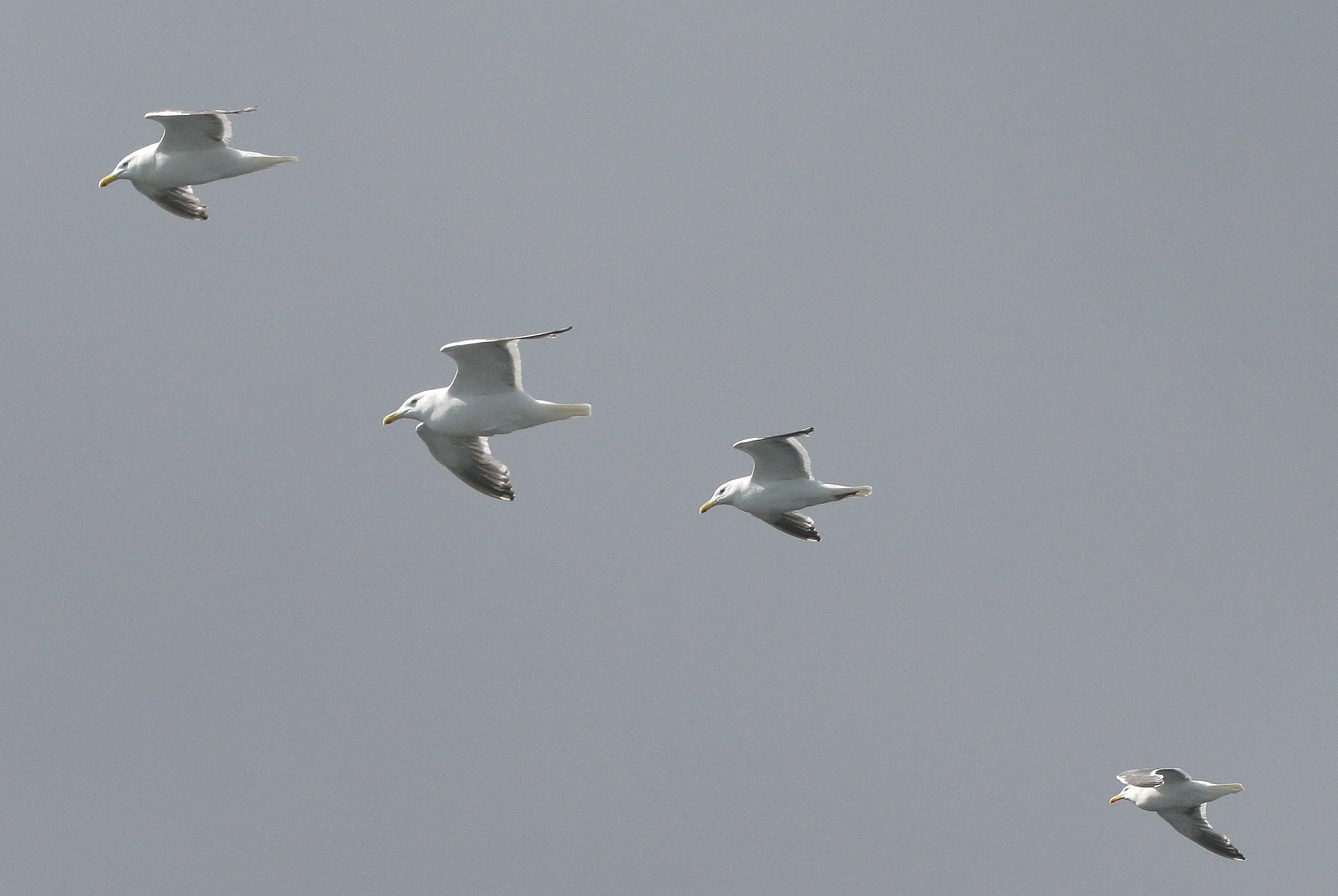 BIRD - GULL - GLAUCOUS GULL - KURIL ISLANDS RUSSIA (7).jpg