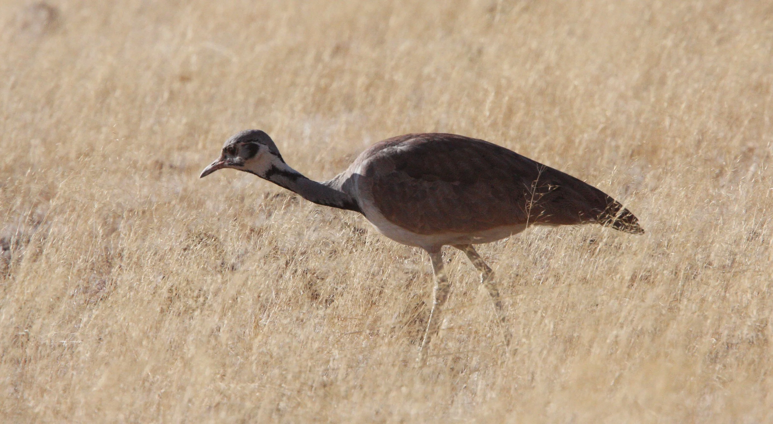 Ruppell's Korhaan (Eupodotis reupellii) Damaraland Namibia (11).JPG