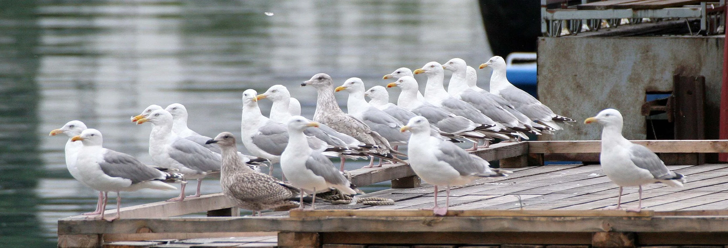 BIRD - GULL - HERRING - NORWAY FJORDS (4).jpg