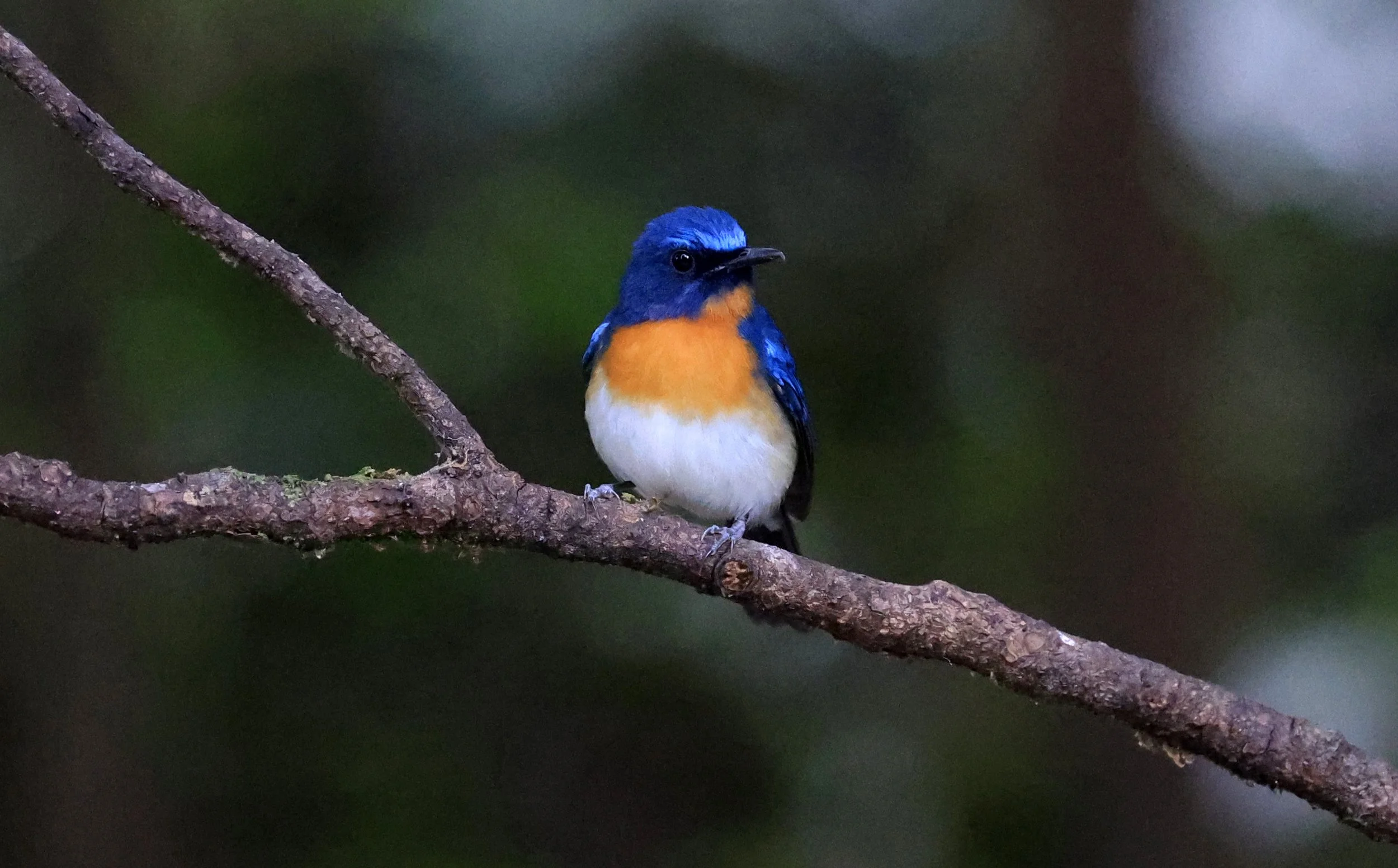 Indochinese Blue Flycatcher (Cyornis sumatrensis) Kaeng Krachan National Park ESS Expedition 2026 (6).jpg