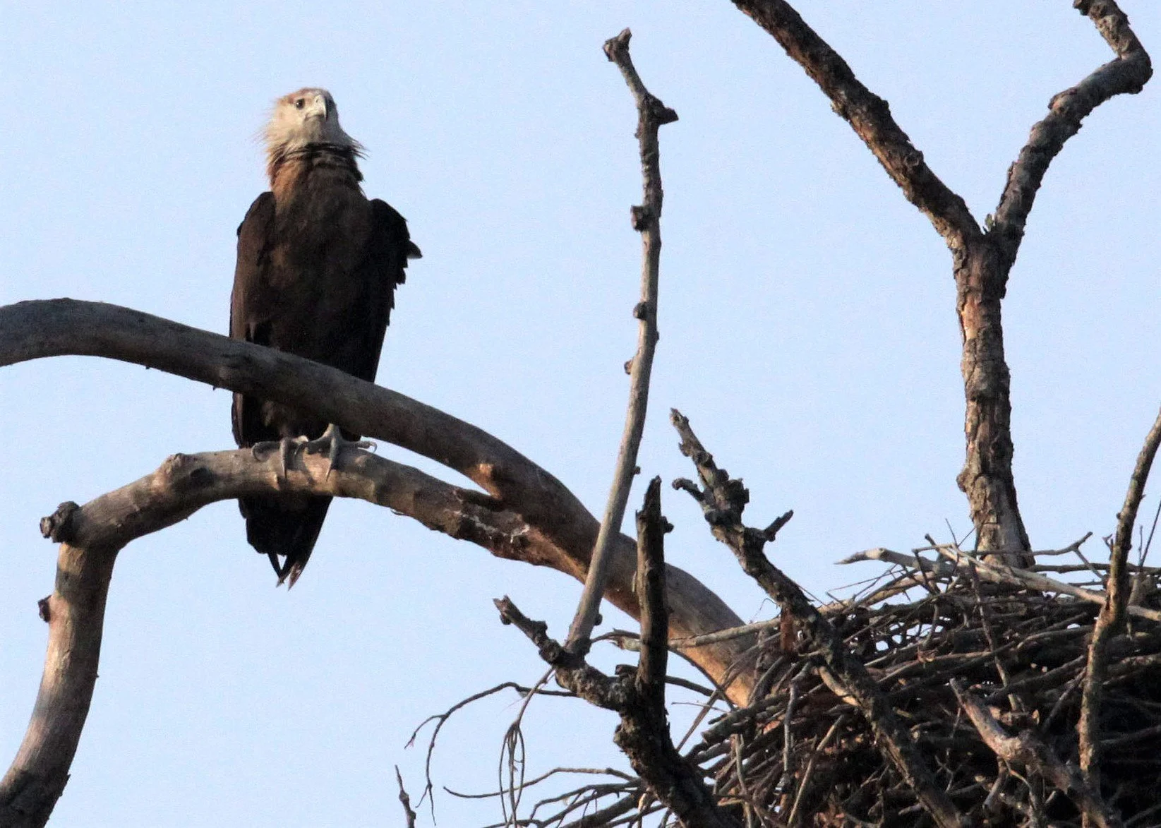 Haliaeetus leucoryphus - PALLAS'S FISH EAGLE - KAZIRANGA NATIONAL PARK ASSAM INDIA aa.jpg