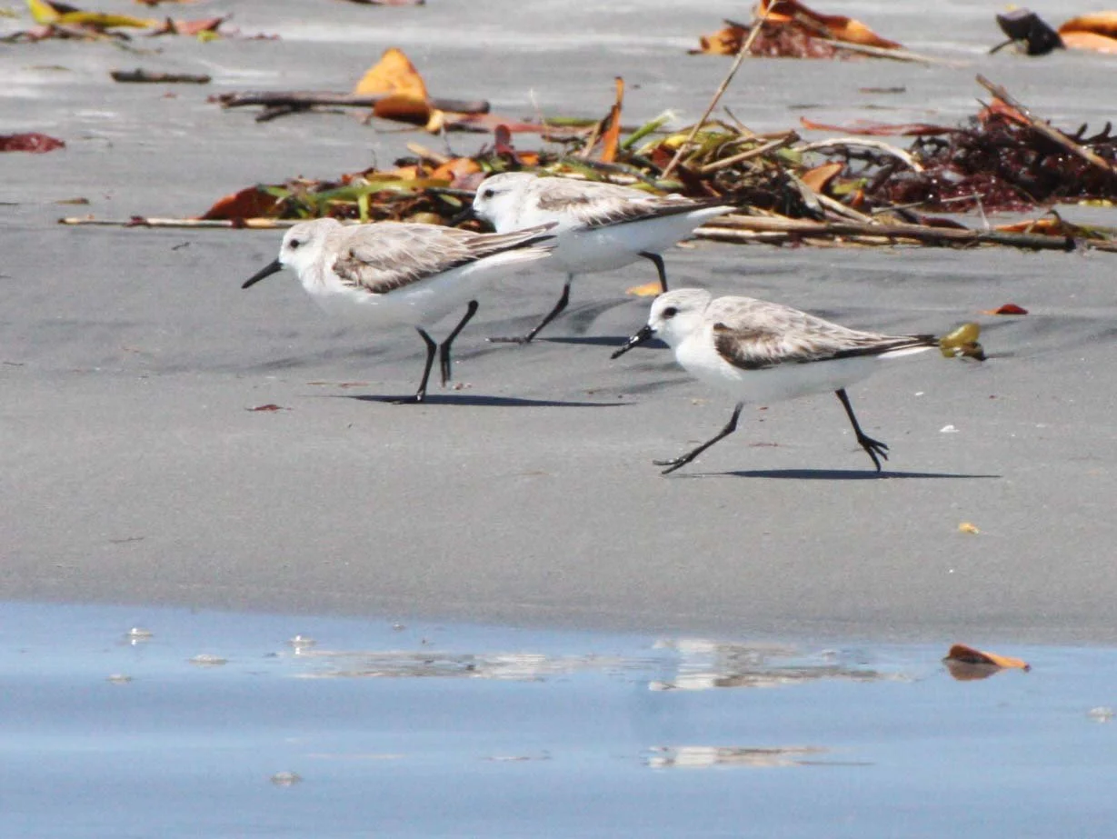 BIRD - SANDERLING - SAN IGNACIO LAGOON BAJA MEXICO (4).JPG