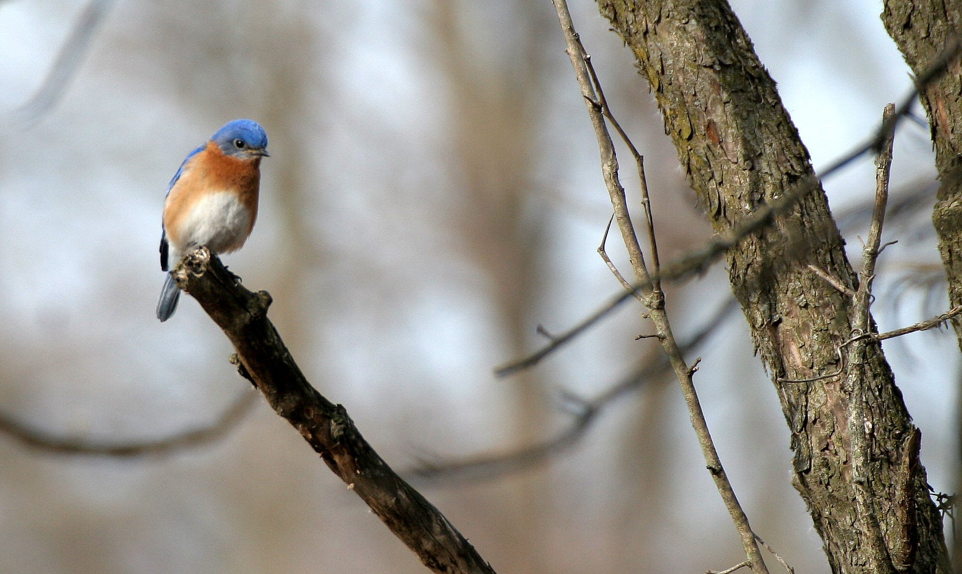 Eastern Bluebird (Sialia sialis) Lincoln Marsh Wheaton Illinois (11).JPG