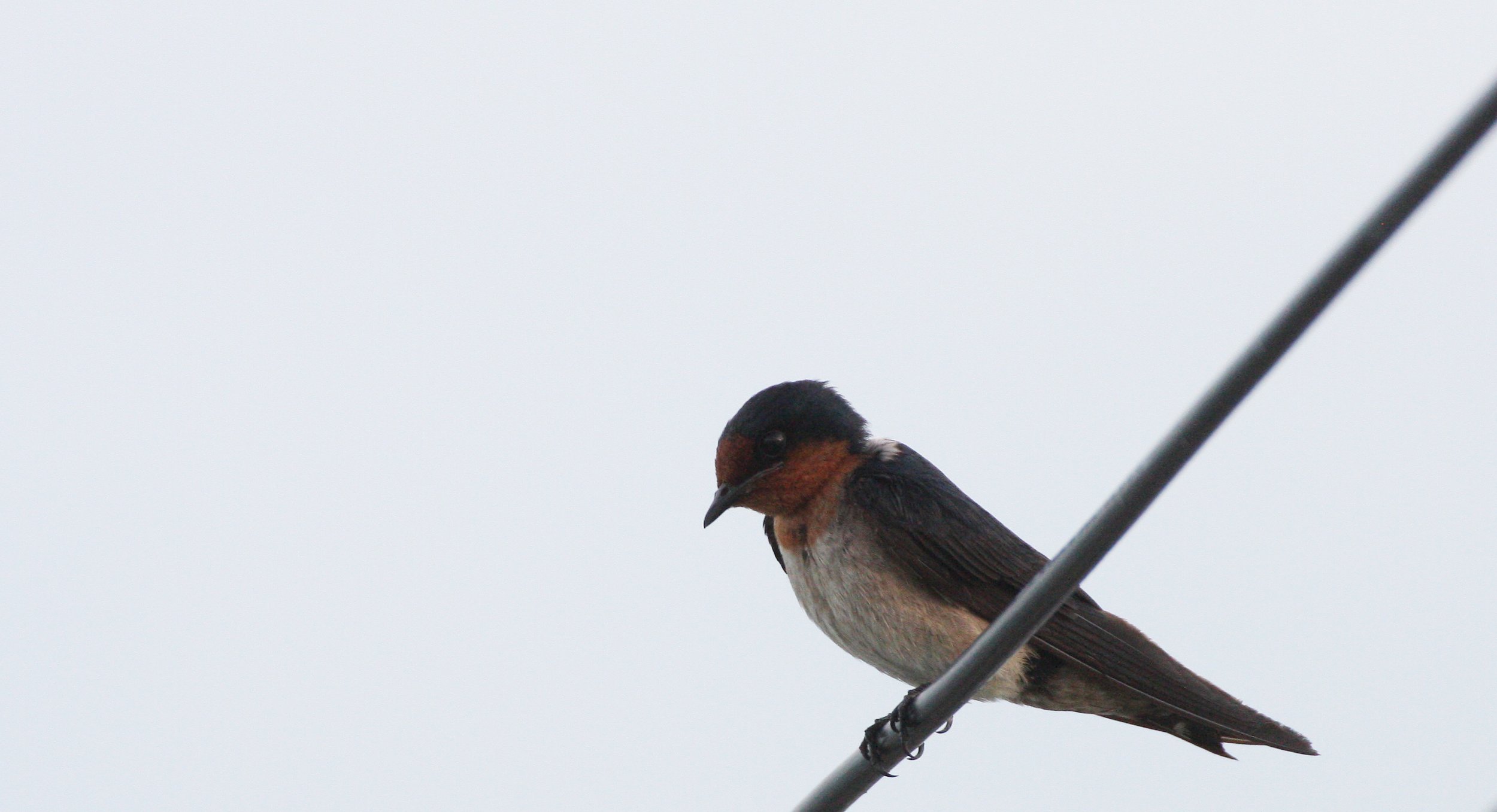 Pacific Swallow (Hirundo tahitica) Pak Nakhon Thailand (8).JPG