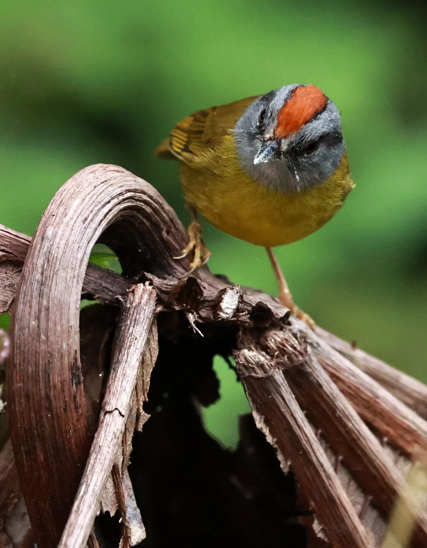 Warbler - Russet-crowned Warbler - Myiothlypis coronata - Bellavista Cloud Forest Lodge, Ecuador (5).jpg