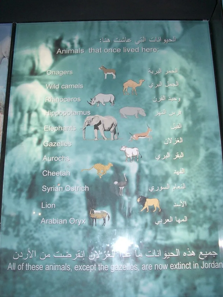 AZRAQ WETLANDS (1).JPG