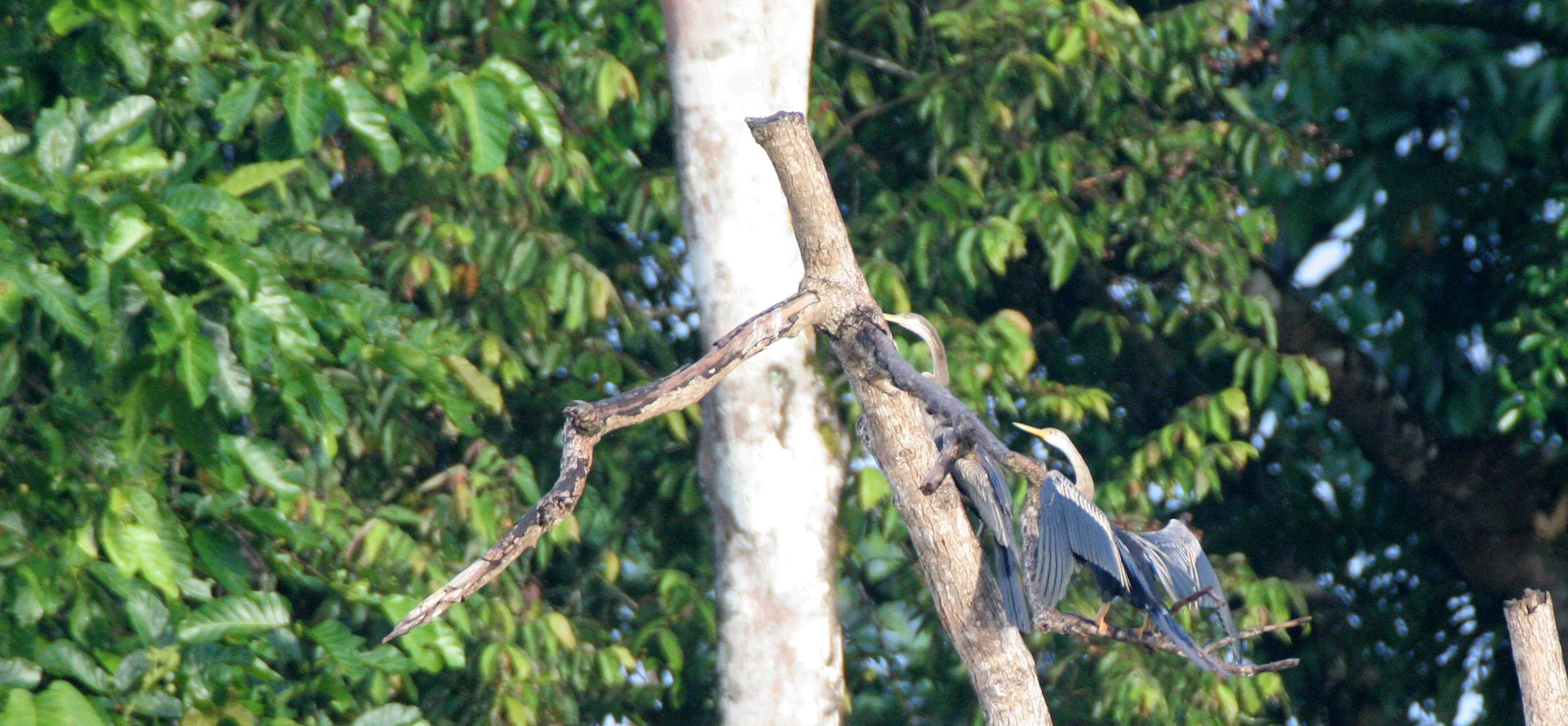BIRD - ORIENTAL DARTER - KINABATANGAN RIVER BORNEO  (2).JPG