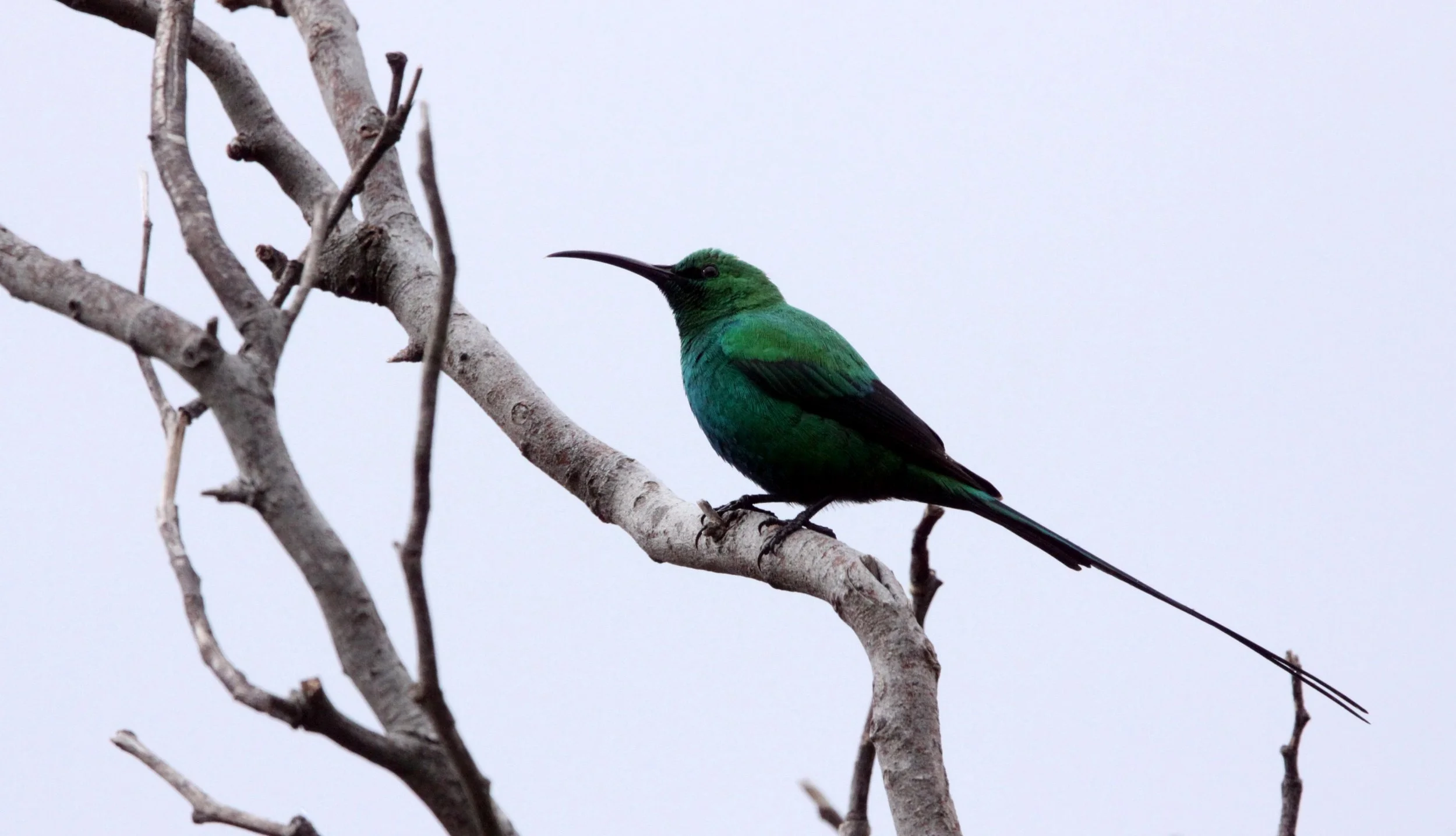 BIRD - SUNBIRD - MALACHITE SUNBIRD - NECTARINIA FAMOSA - SIMON'S TOWN TABLE MOUNTAIN - SOUTH AFRICA (4).JPG