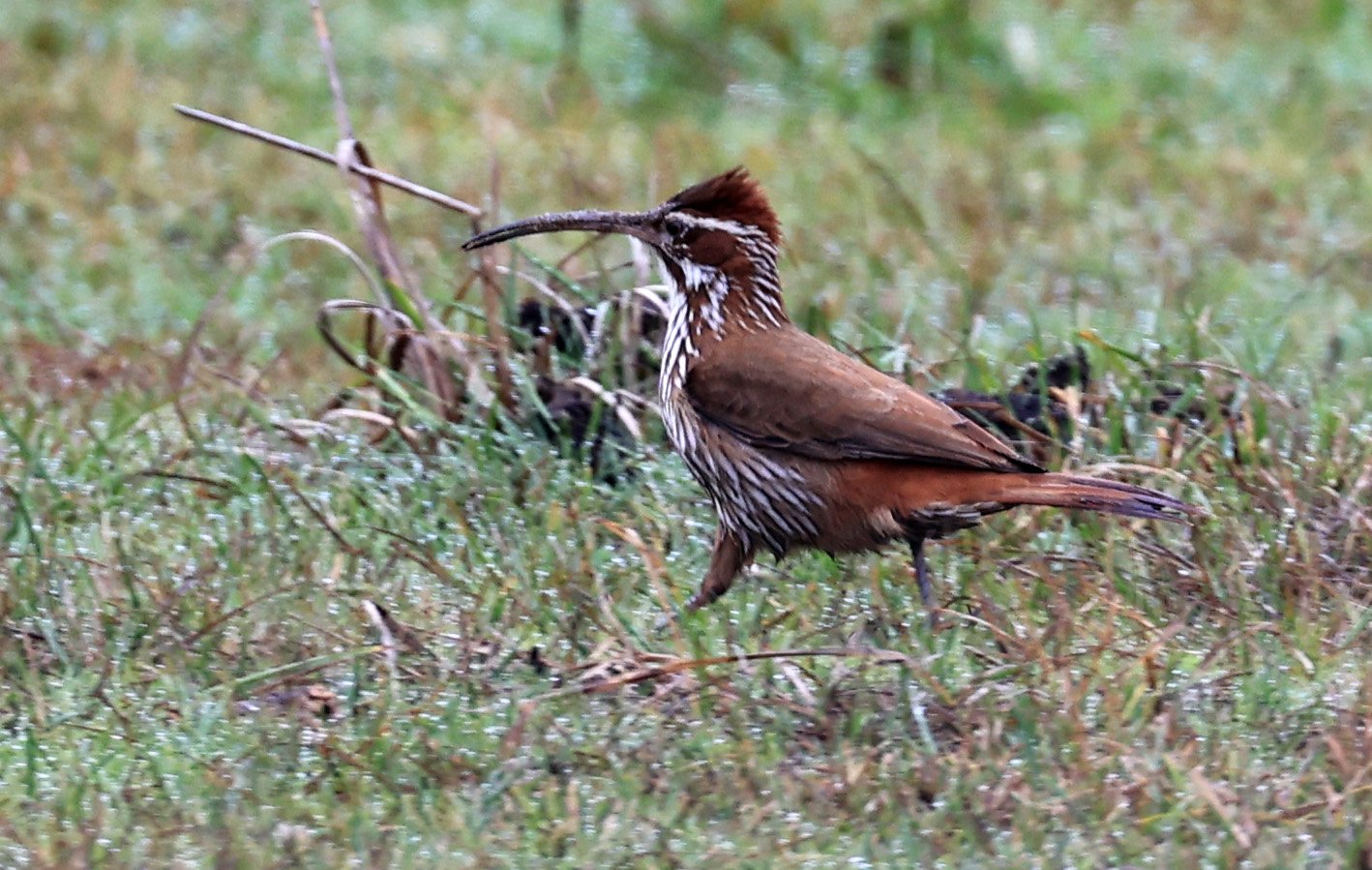 Scimitar-billed Woodcreeper (Drymornis bridgesii) Reserva Natural Ceibas, Entre Rios, Argentina (4).jpg