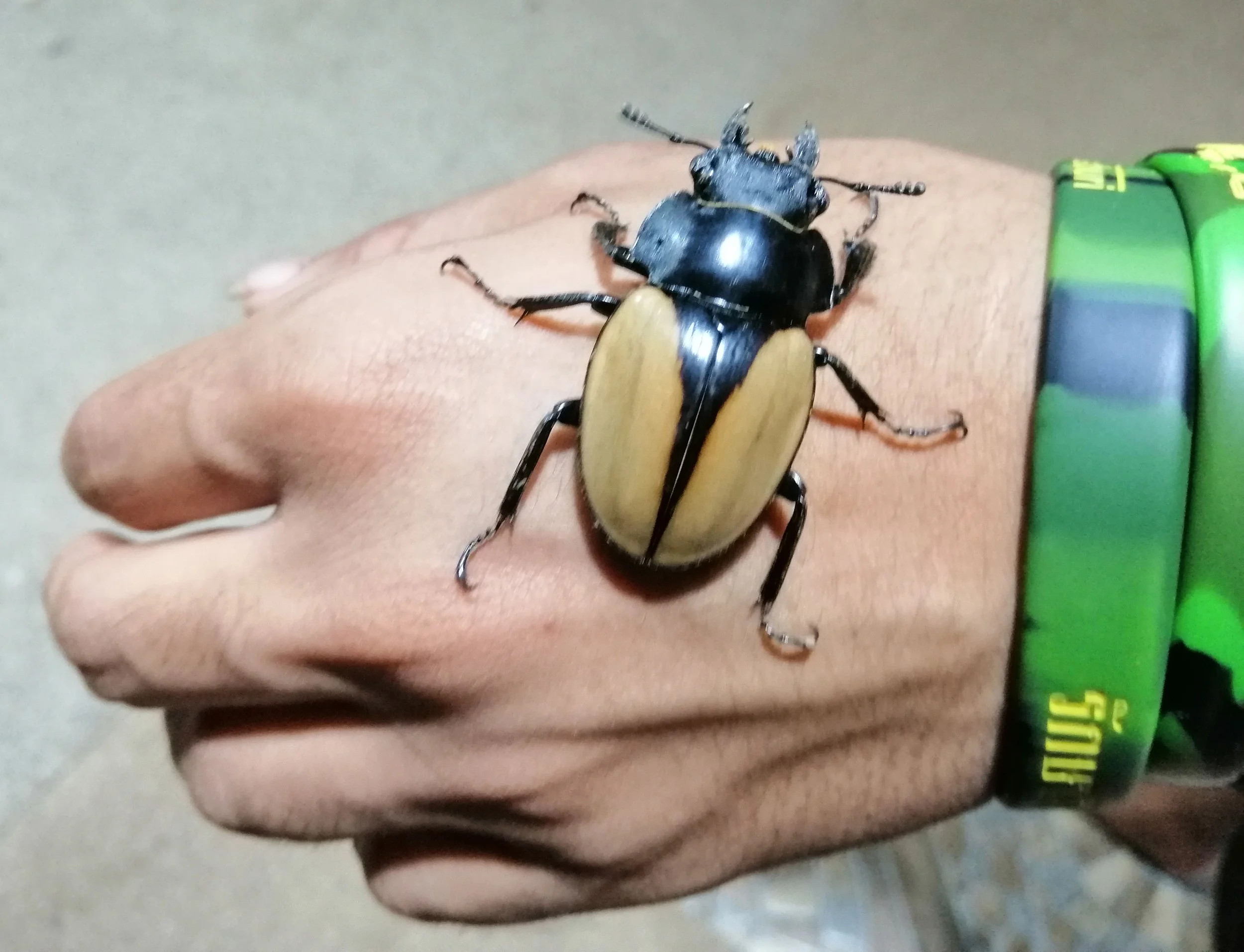 Most likely a female of Odontolabis mouhoti.