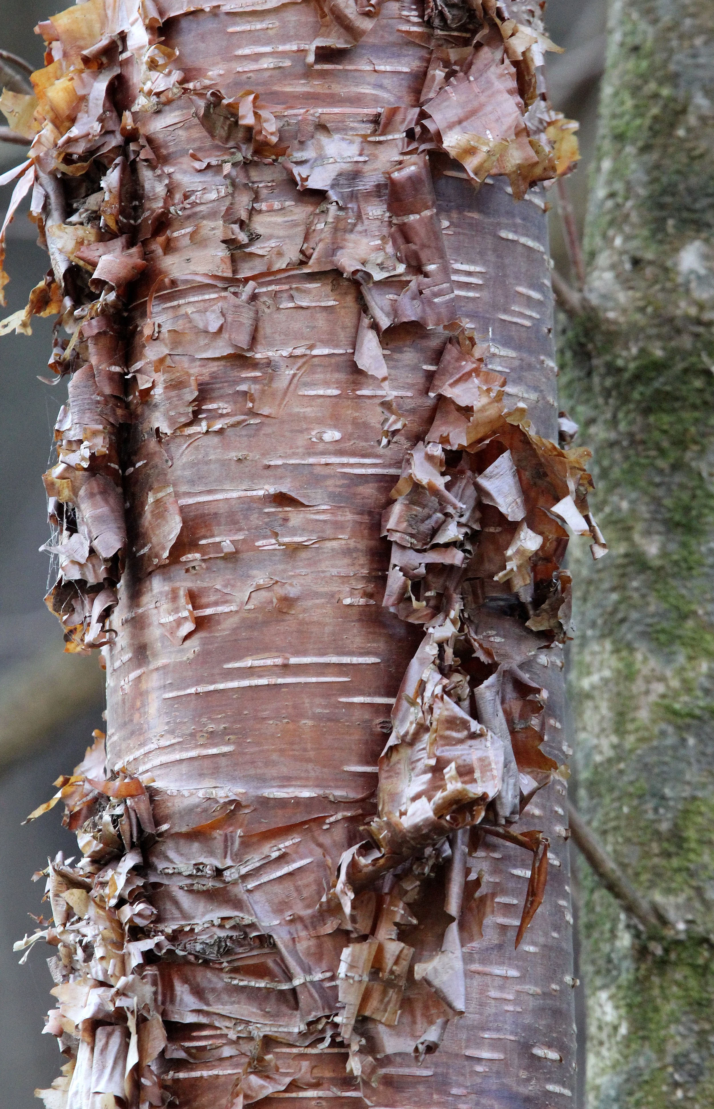TANGJIAHE NATURE RESERVE, SICHUAN CHINA (11).JPG