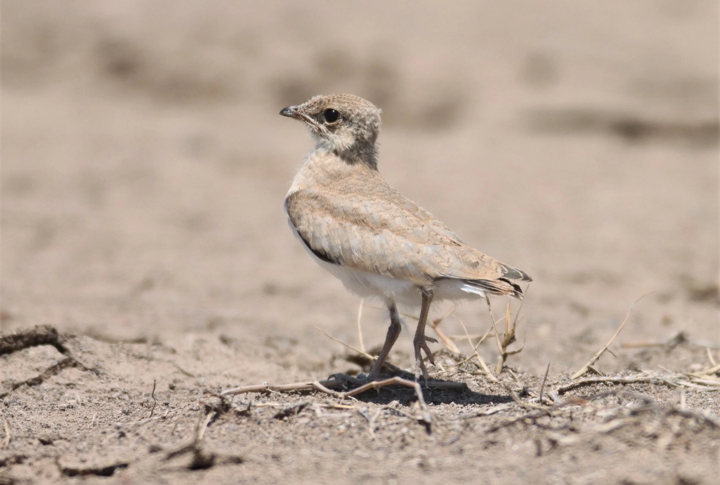 PRATINCOLE - SMALL PRATINCOLE - Glareola lactea - BANG KHAEM WETLANDS NAKHON PATHOM (36).jpg