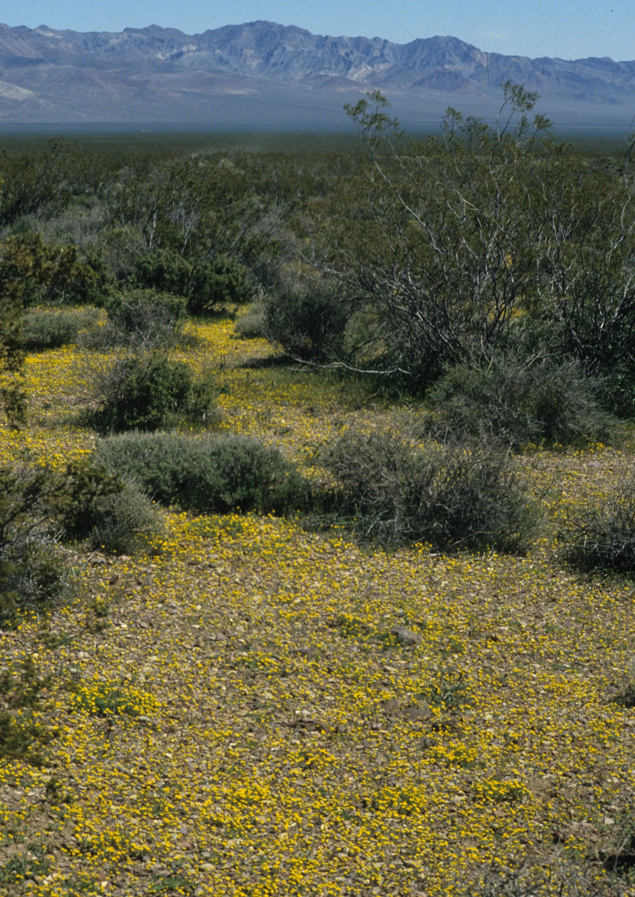 DEATH VALLEY - GILMANIA LUTEOLA - GOLD CARPET.jpg