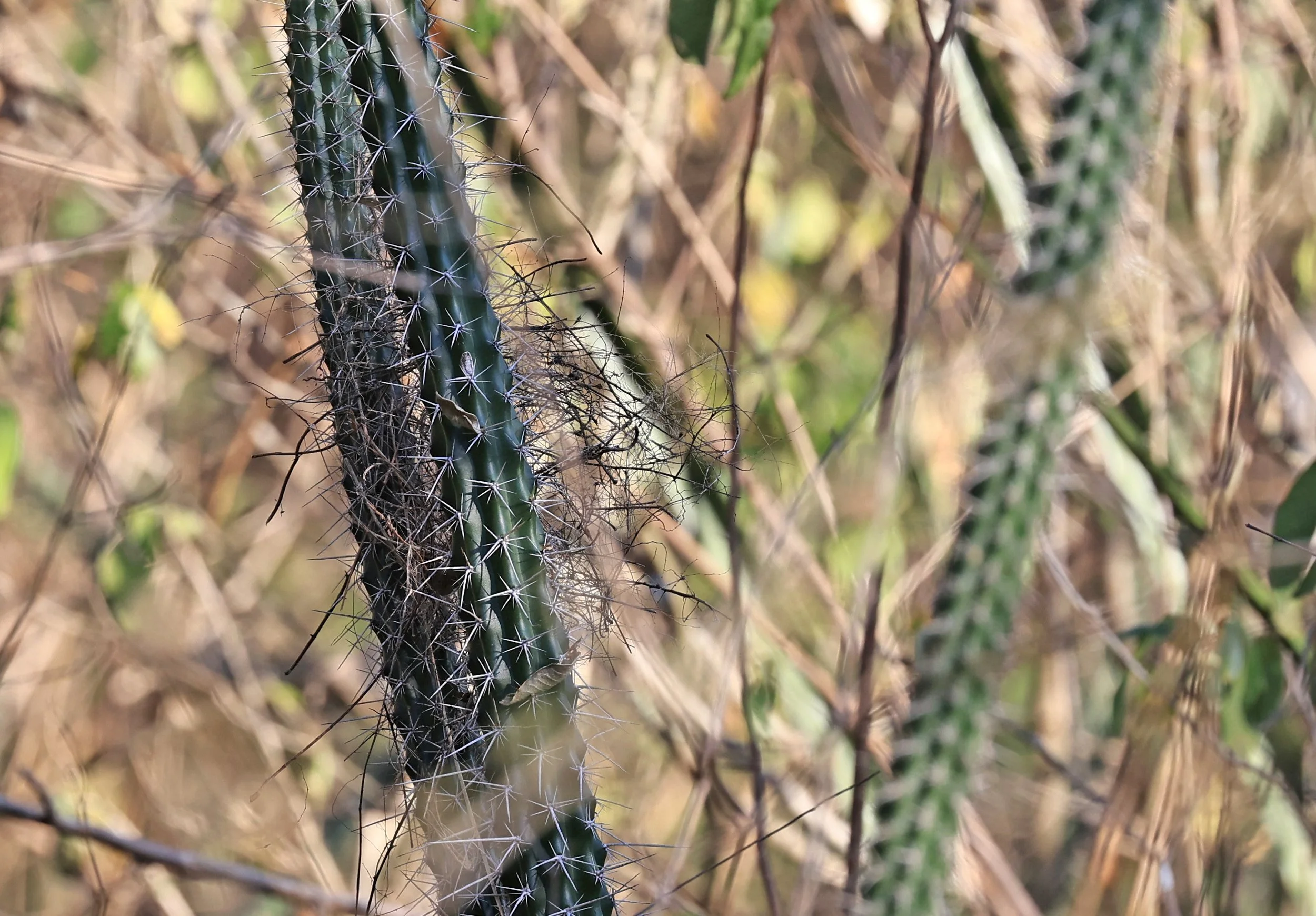 Chaco Torch Cactus (Cleistocactus baumannii) Agua Dulce 