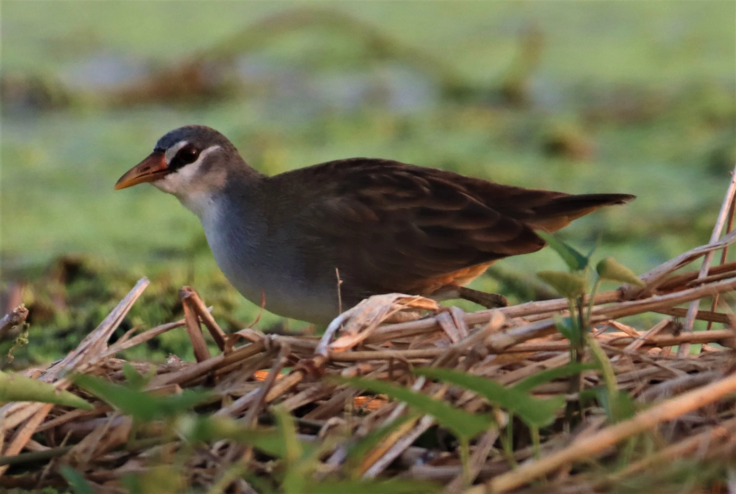 White-browed Crake (Porzana cinerea) Thap Yao Rice Fields Lat Krabang Bangkok (42).jpg