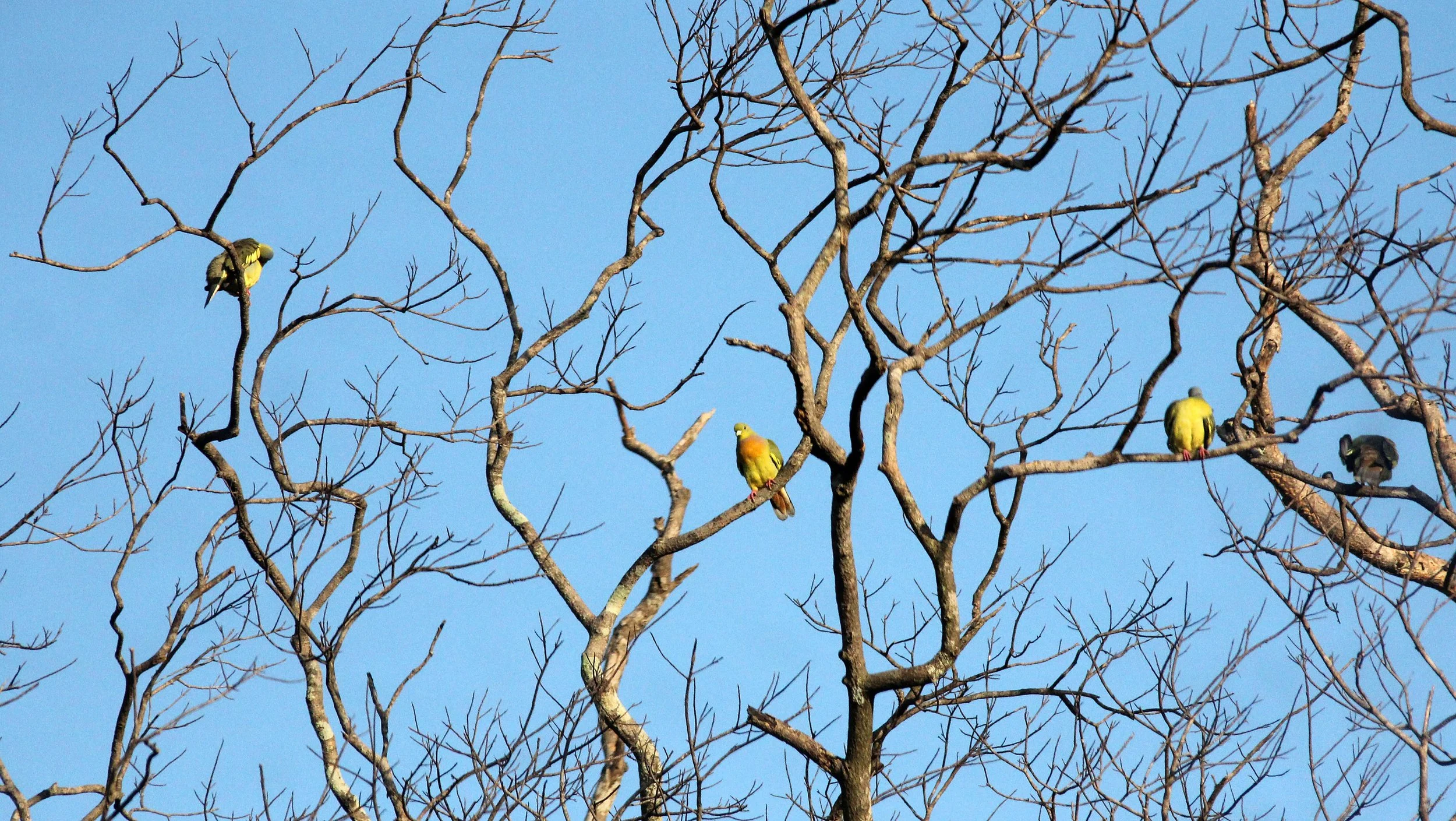 Orange-breasted Green-Pigeon (Treron bicinctus) Udawalawa NP Sri Lanka (1).JPG
