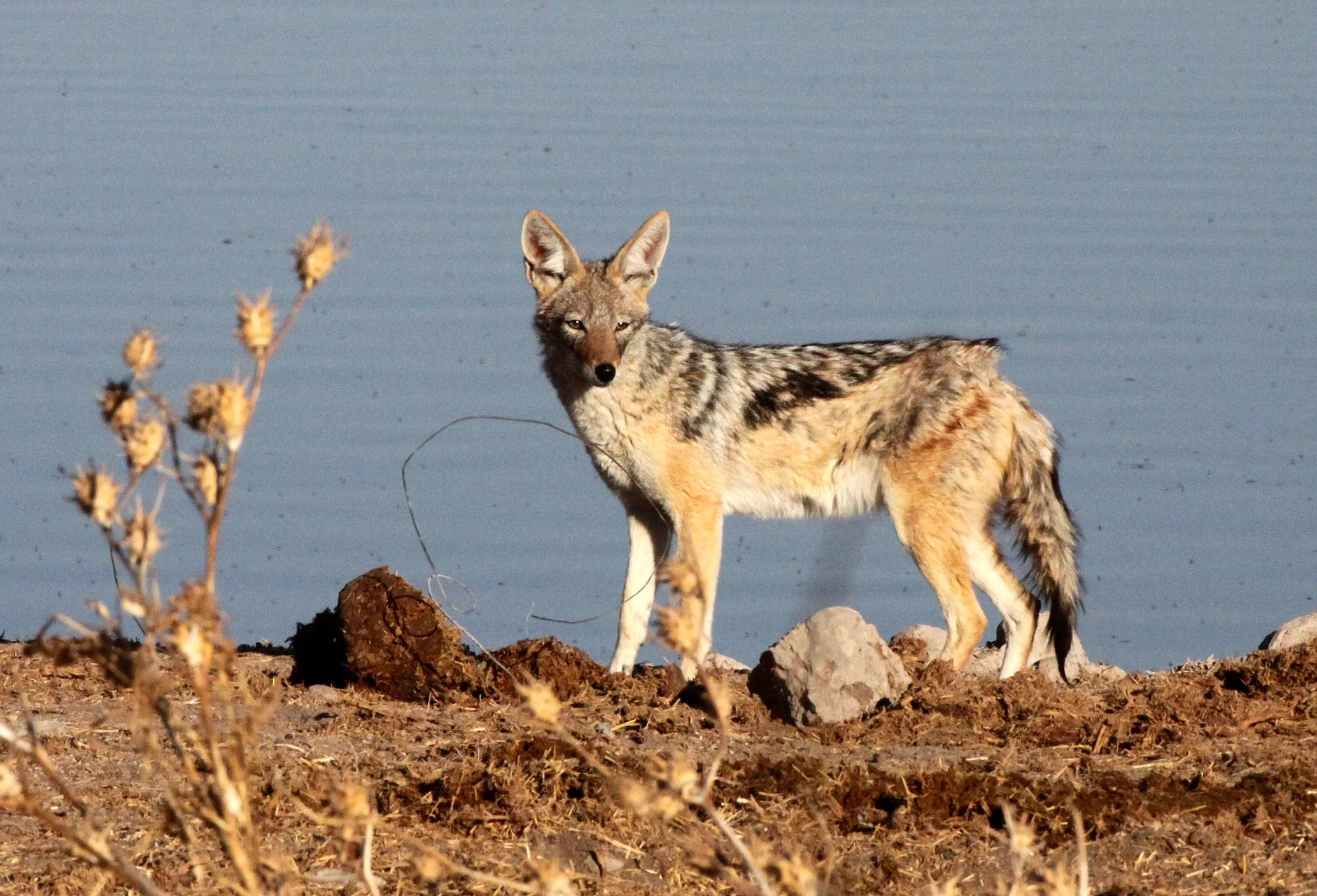 JACKAL - Lupulella mesomelas mesomelas - CAPE BLACK-BACKED JACKAL - ETOSHA NATIONAL PARK NAMIBIA (10).JPG