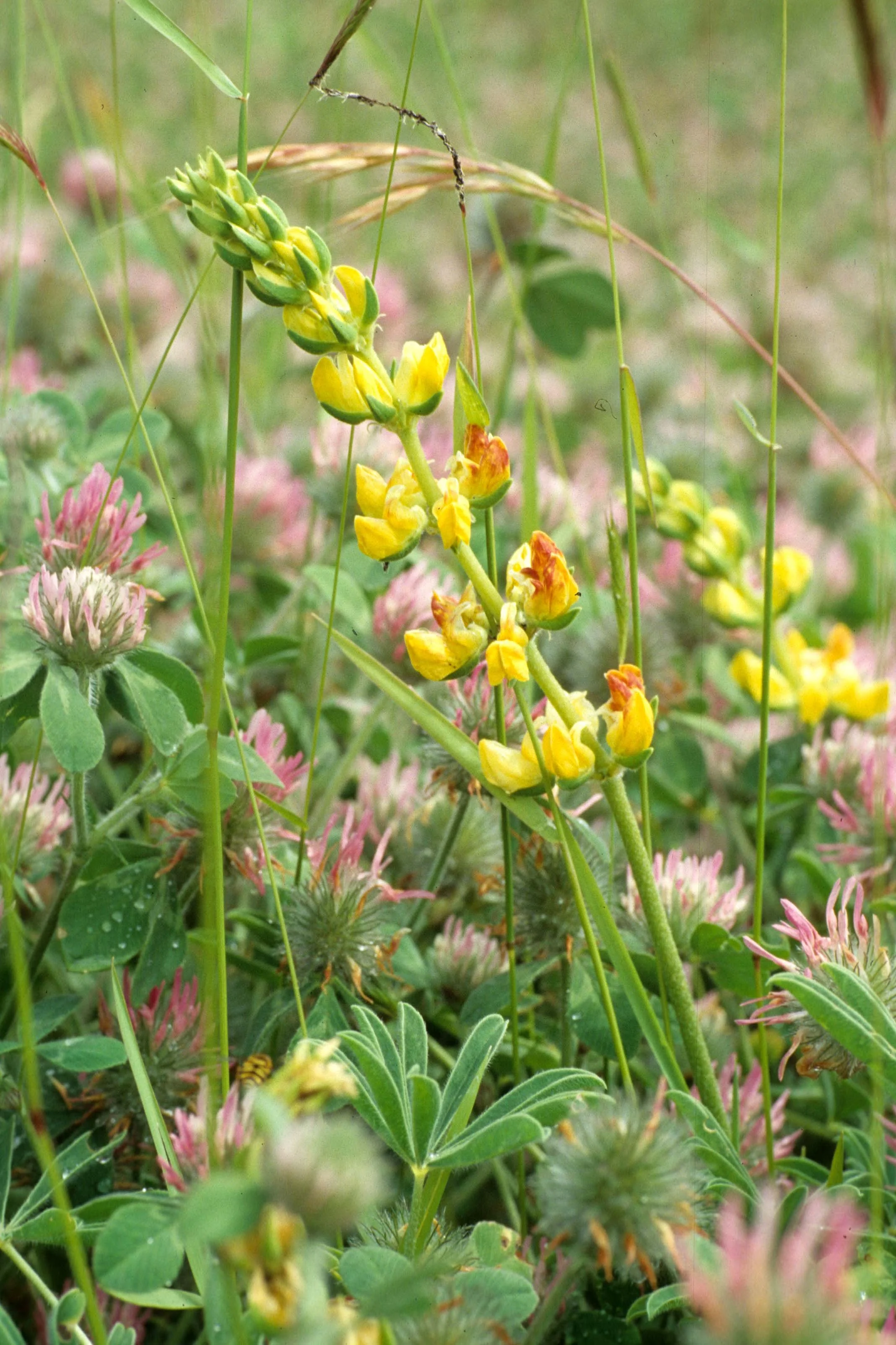 MONTANA - GLACIER - LEGUMINOSEAE - LUPINUS SPECIES (3).jpg