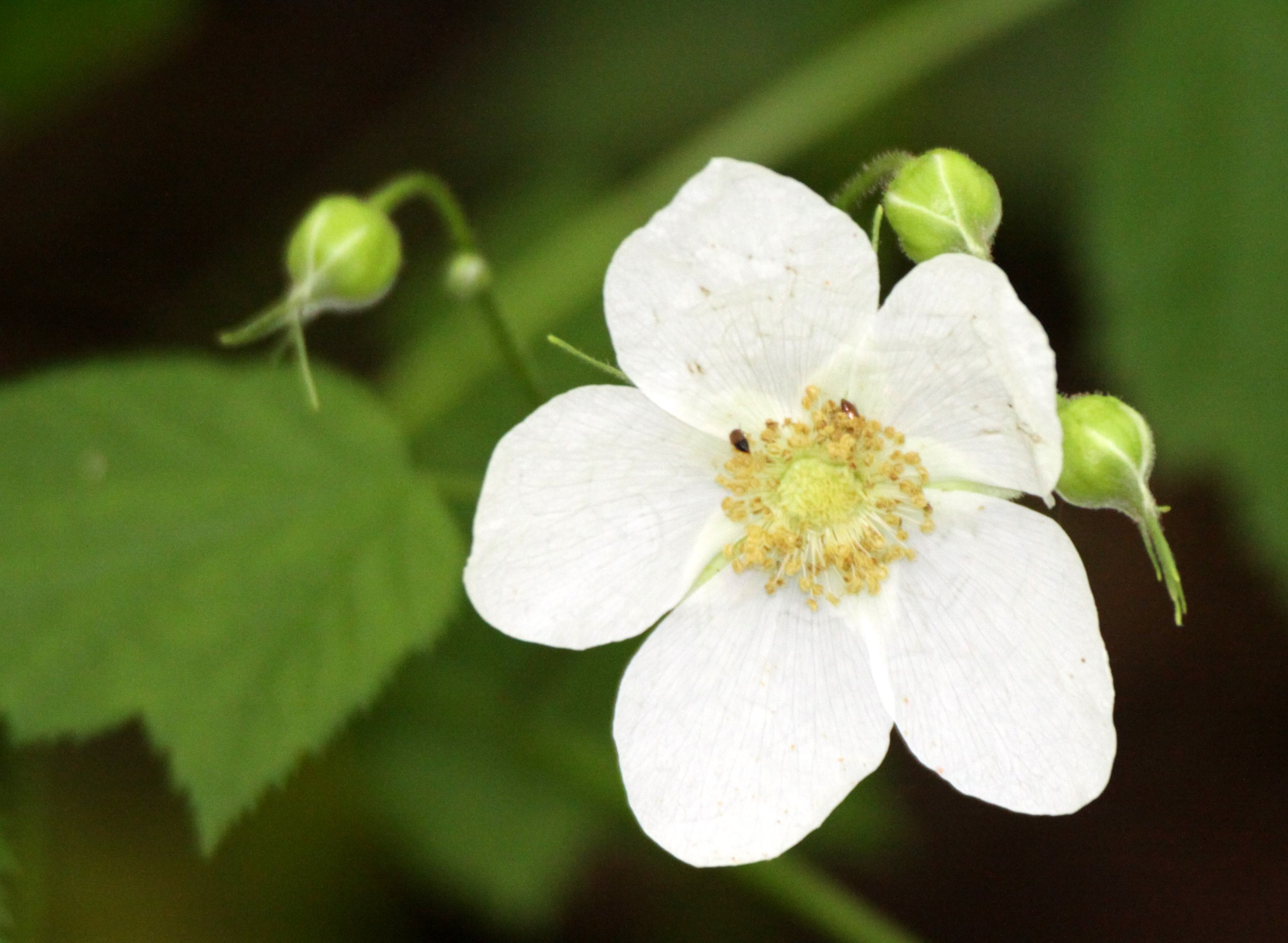 ROSACEAE - THIMBLEBERRY - THOMPSON SOUND BC (3).JPG