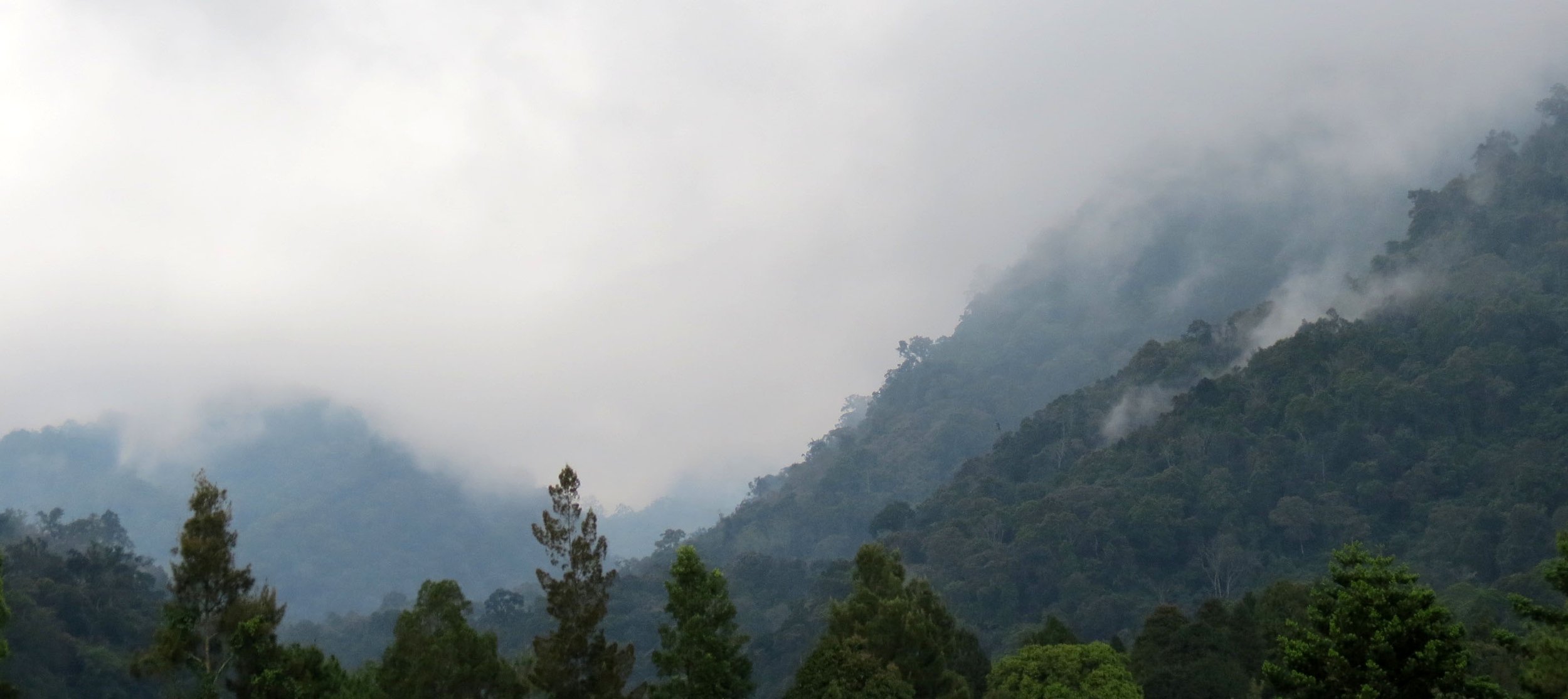 GEDE NATIONAL PARK - JAVA BARAT INDONESIA (34).JPG