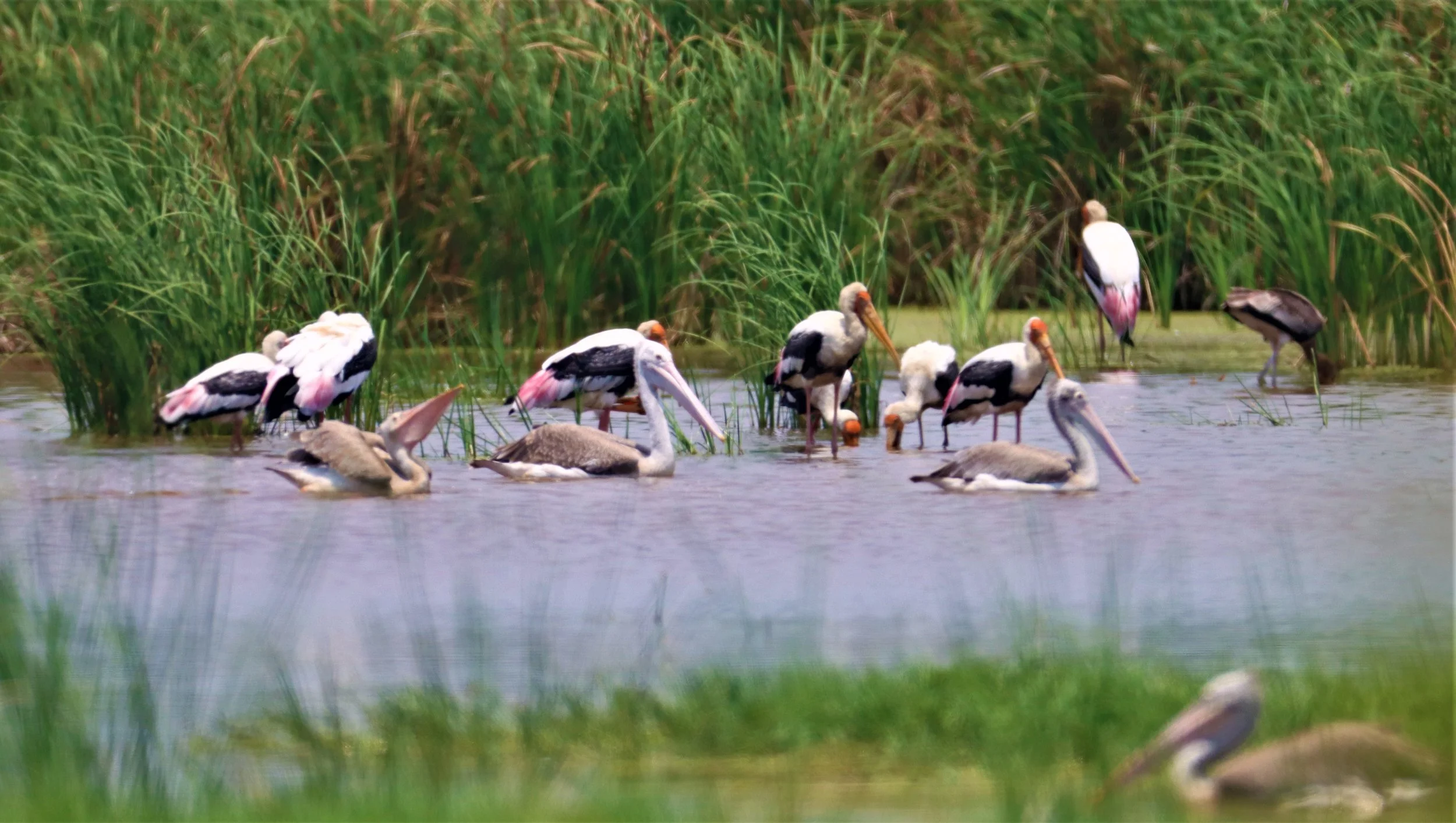 STORK - PAINTED STORK - Mycteria leucocephala -  CHACHOENGSAO EAST OF RIVER NORTH OF TOLLWAY GATE (9).jpg