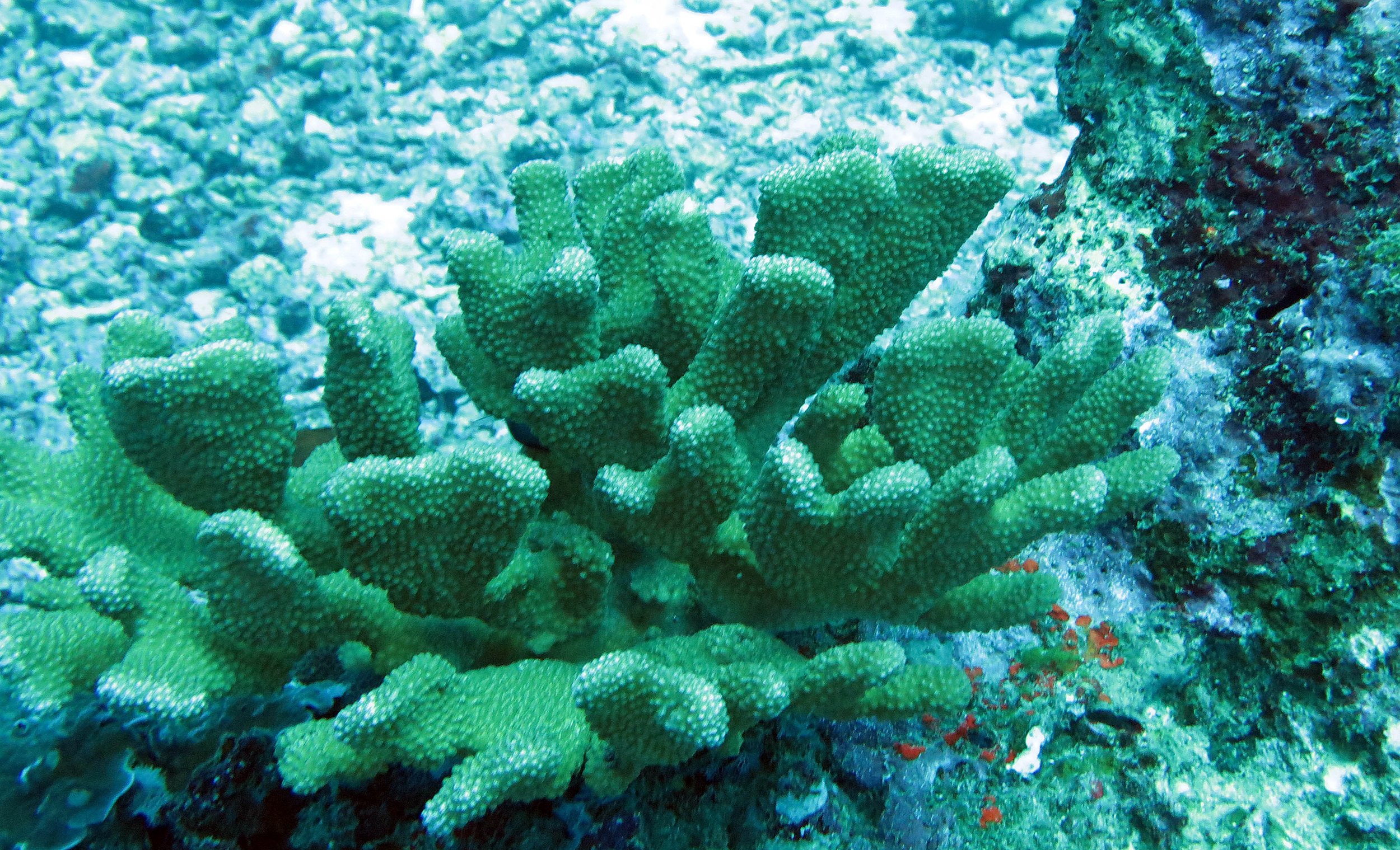 2014 Similan Islands Marine Park Thailand ISB Dive Trip (46).JPG