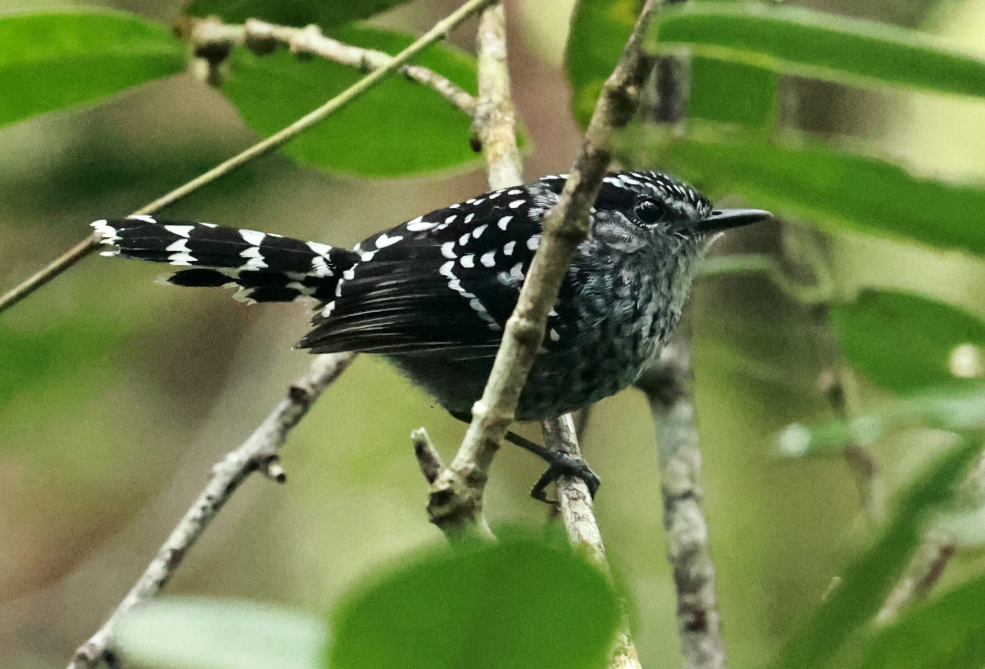 Scaled Antbird (Drymophila squamata) Superagui National Park, Brazil 