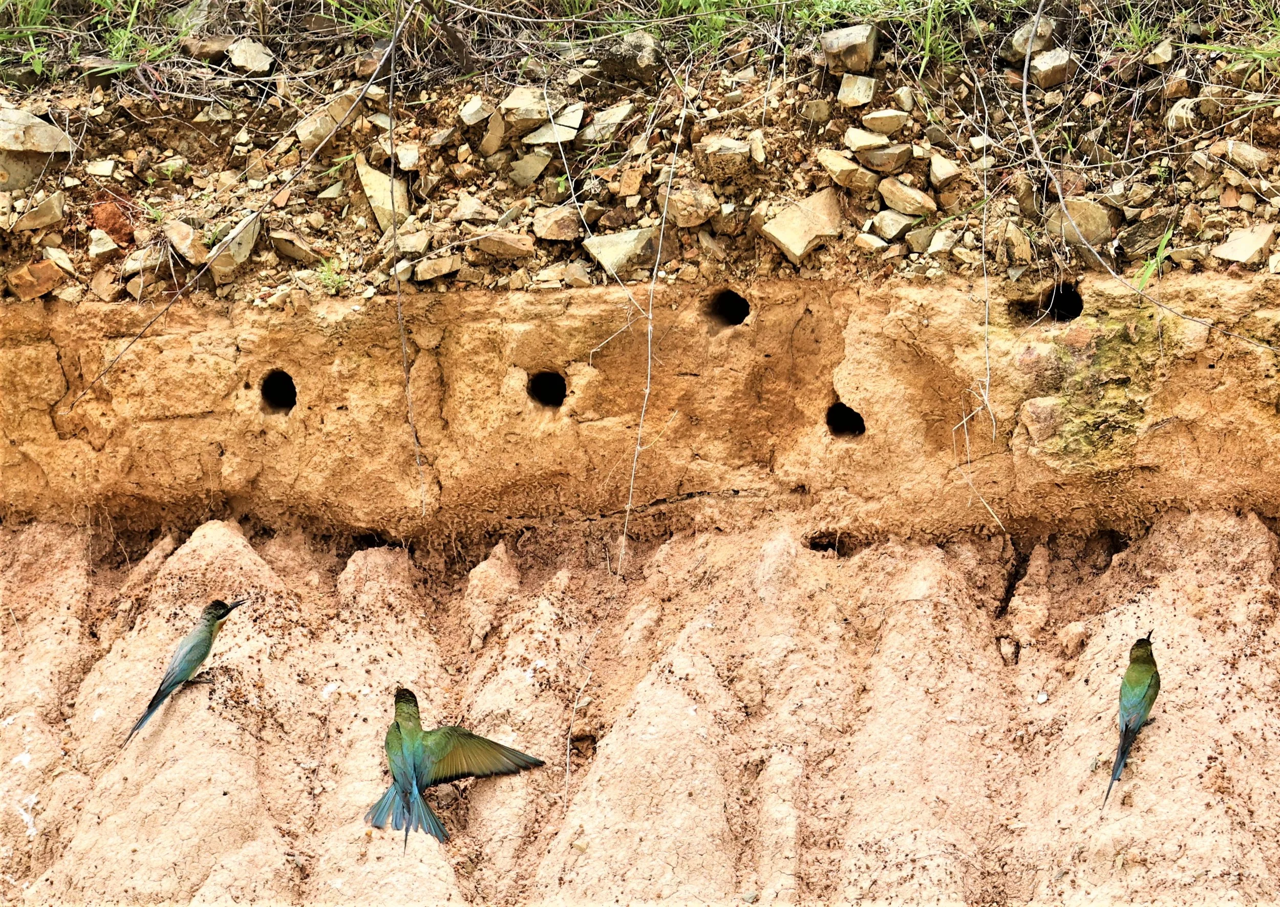 BEE EATER - BLUE-TAILED BEE-EATER - Merops philippinus - PETCHABURI OPEN QUARY AREA ON WAY TO BAAN MAKA JUNE 2022 (43).jpg