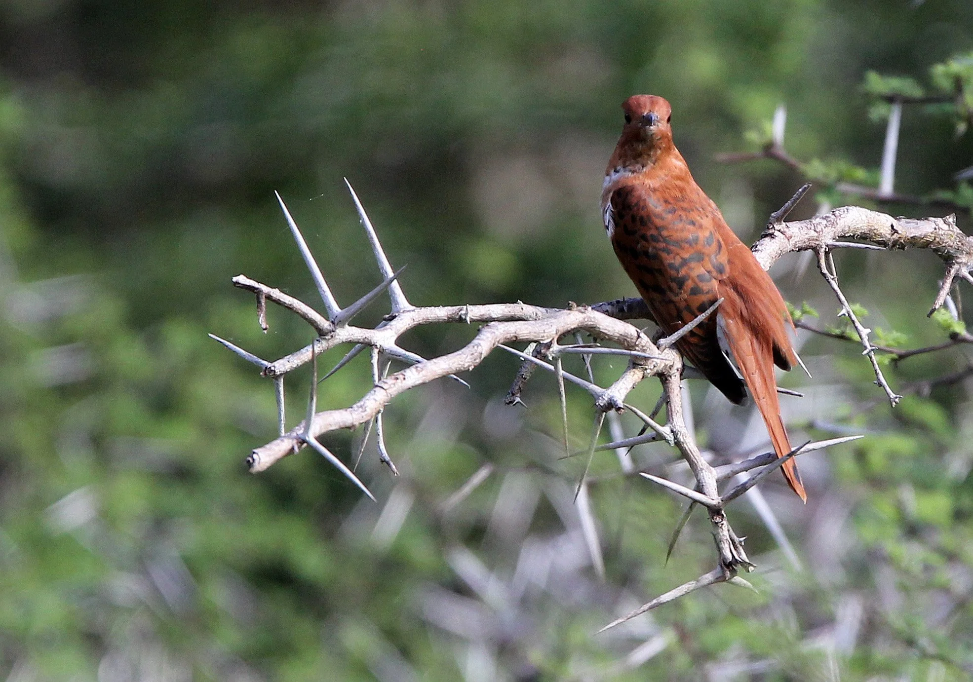 Gray-bellied Cuckoo (Cacomantis passerinus) Yala NP Sri Lanka (3).JPG