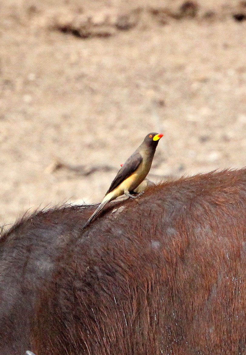 BIRD - OXPECKER - YELLOW-BILLED OXPECKER - QUEEN ELIZABETH NATIONAL PARK UGANDA.JPG