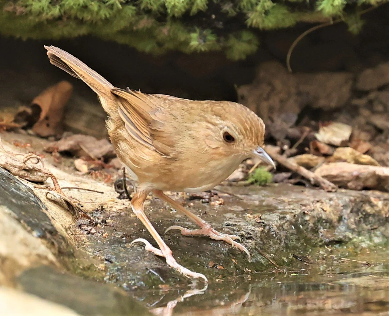 BABBLER - BUFF-BREASTED BABBLER - Pellorneum tickelli - SRI SATCHANALAI NP MANAO WATERHOLE MAY 1 2022 (15).jpg
