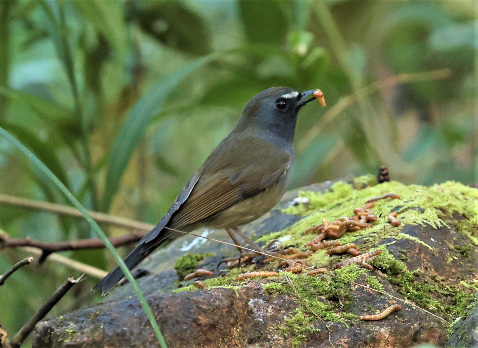 FLYCATCHER - RUFOUS-GORGETED FLYCATCHER - Ficedula strophiata - DOI LANG WEST, DOI PHA HOM POK NP, CHIANG MAI DEC 2021 (25).jpg
