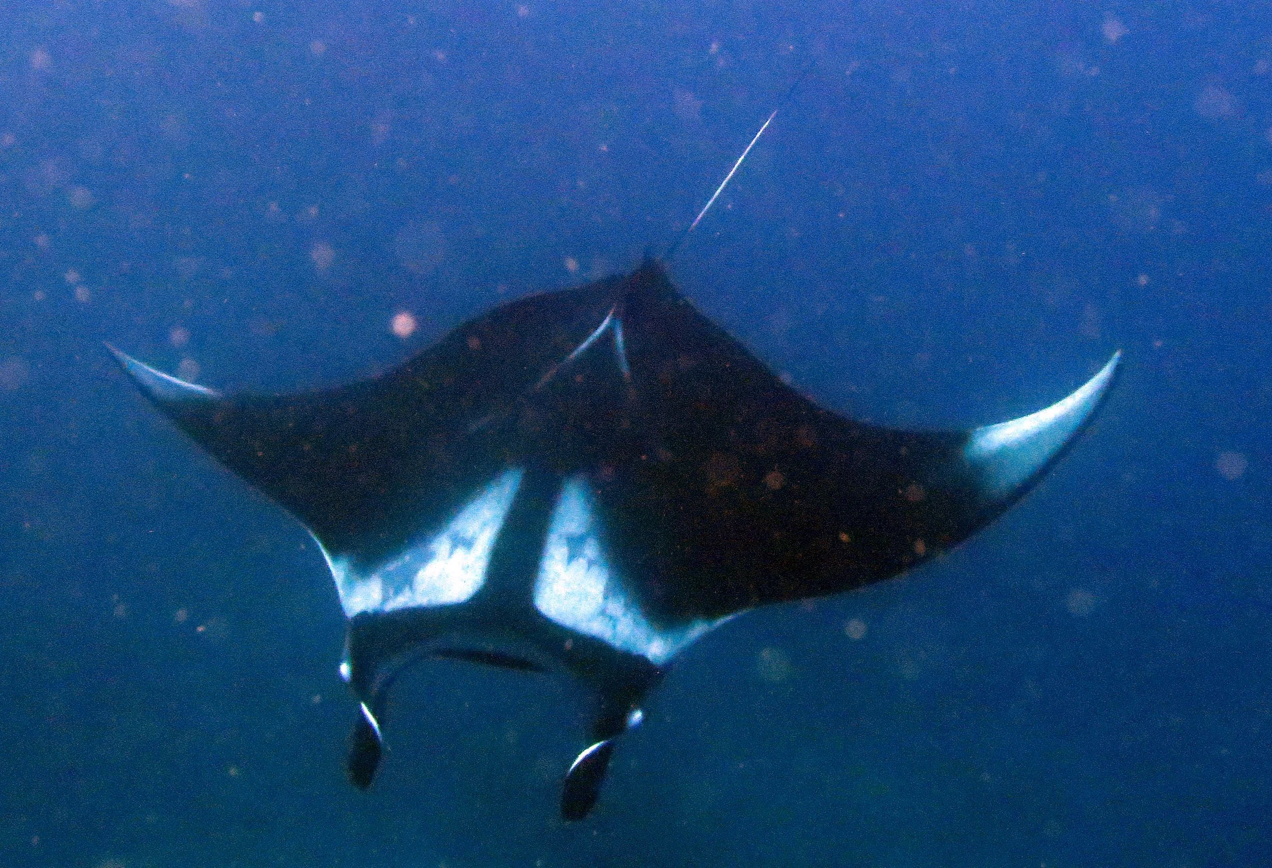 2016 Similans Dive Trip with ISB GCW (8).JPG