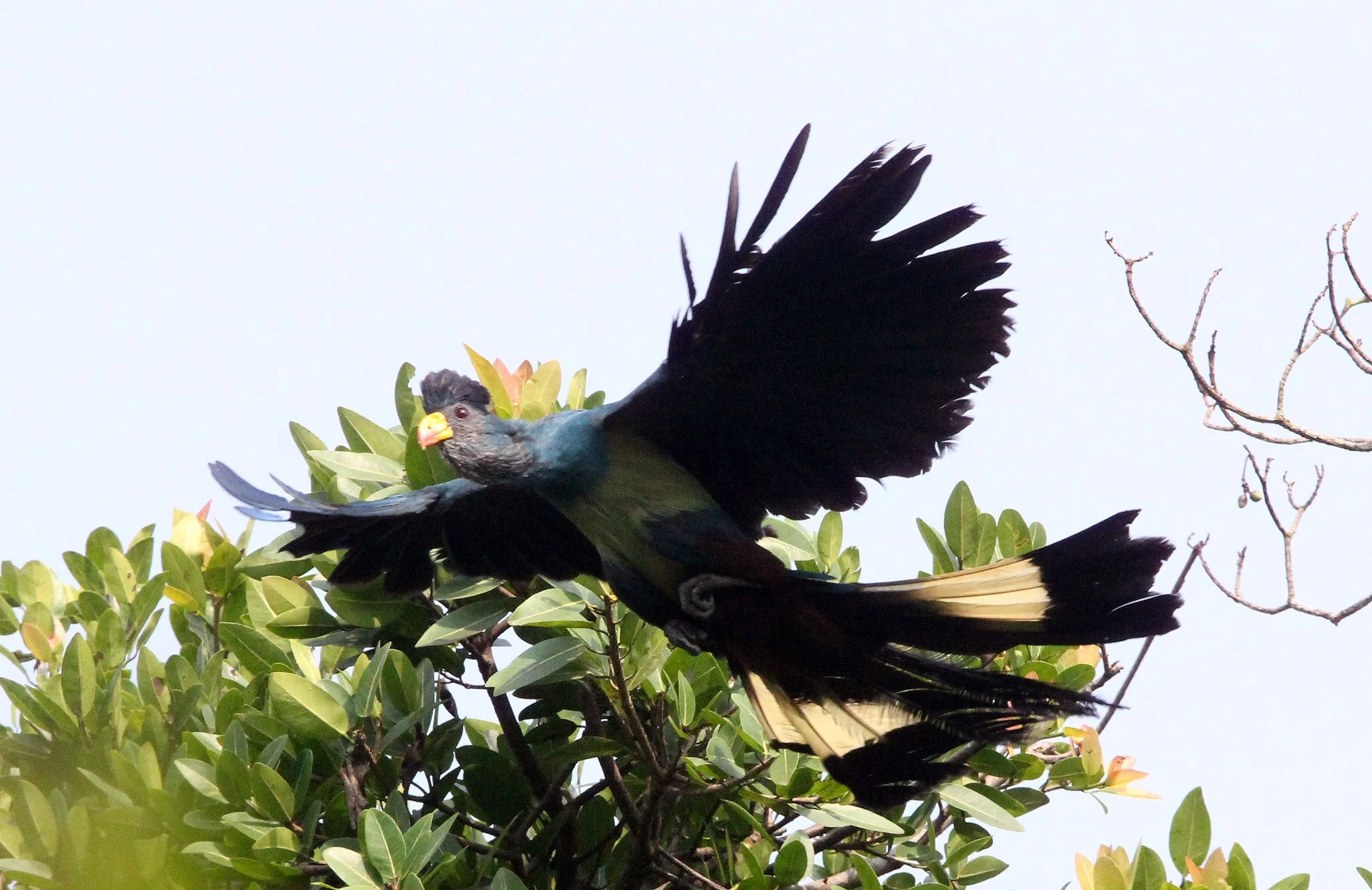 Great Blue Turaco (Corythaeola cristata) Kibale NP Uganda (6).JPG