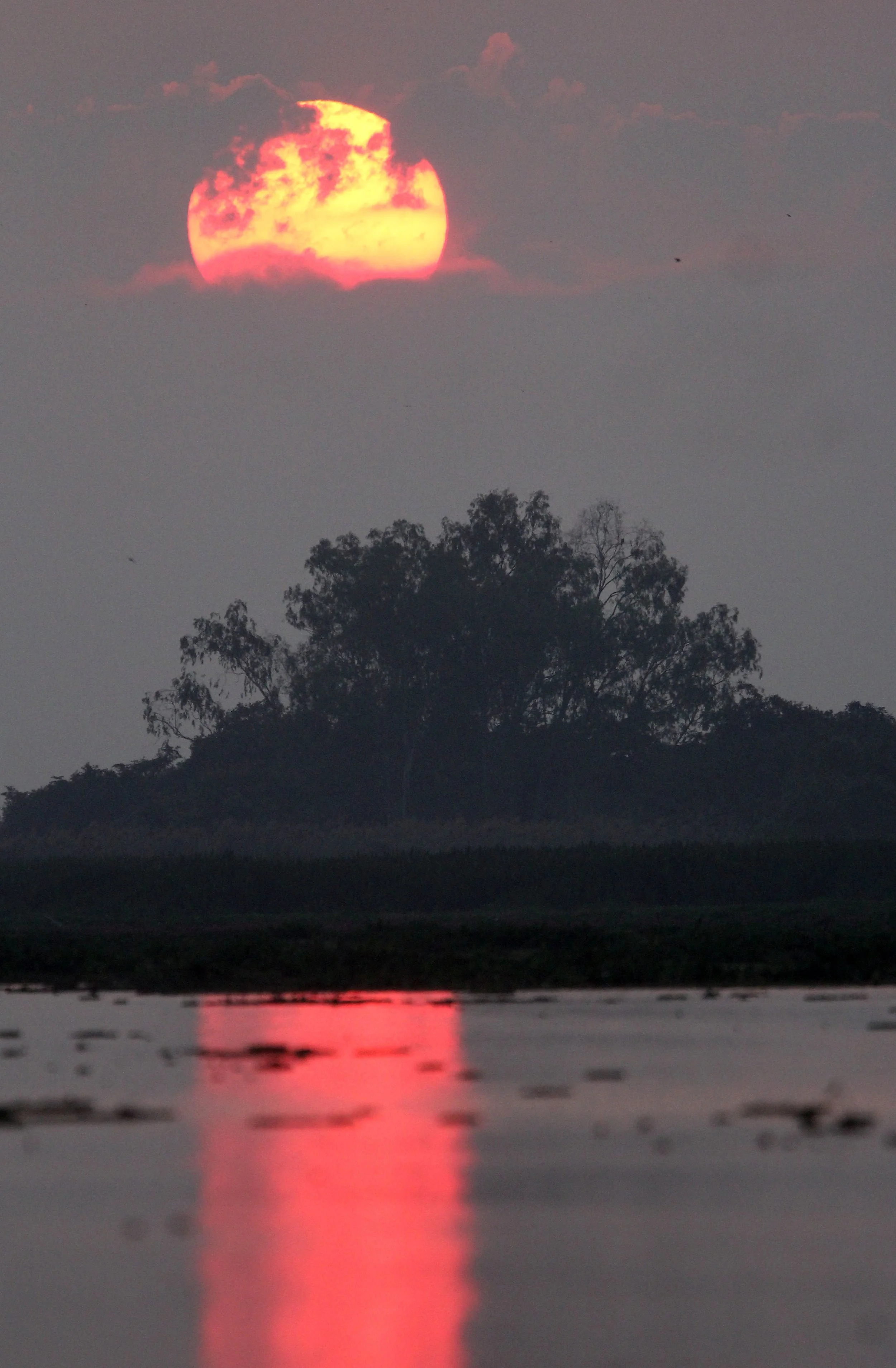 2018 Thale Noi Bird Sanctuary Patthalung (20).JPG