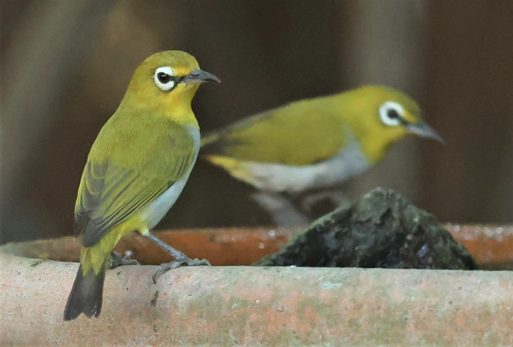 Swinhoe's White-eye (Zosterops simplex) Bang Pu Recreational Park & Mangrove Forest (69).jpg