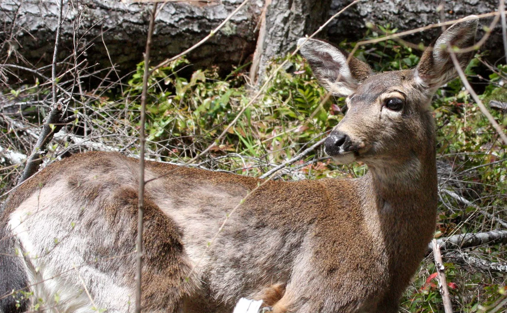 CERVID - DEER - COLUMBIA BLACK-TAILED DEER - HUMES RANCH WA.JPG