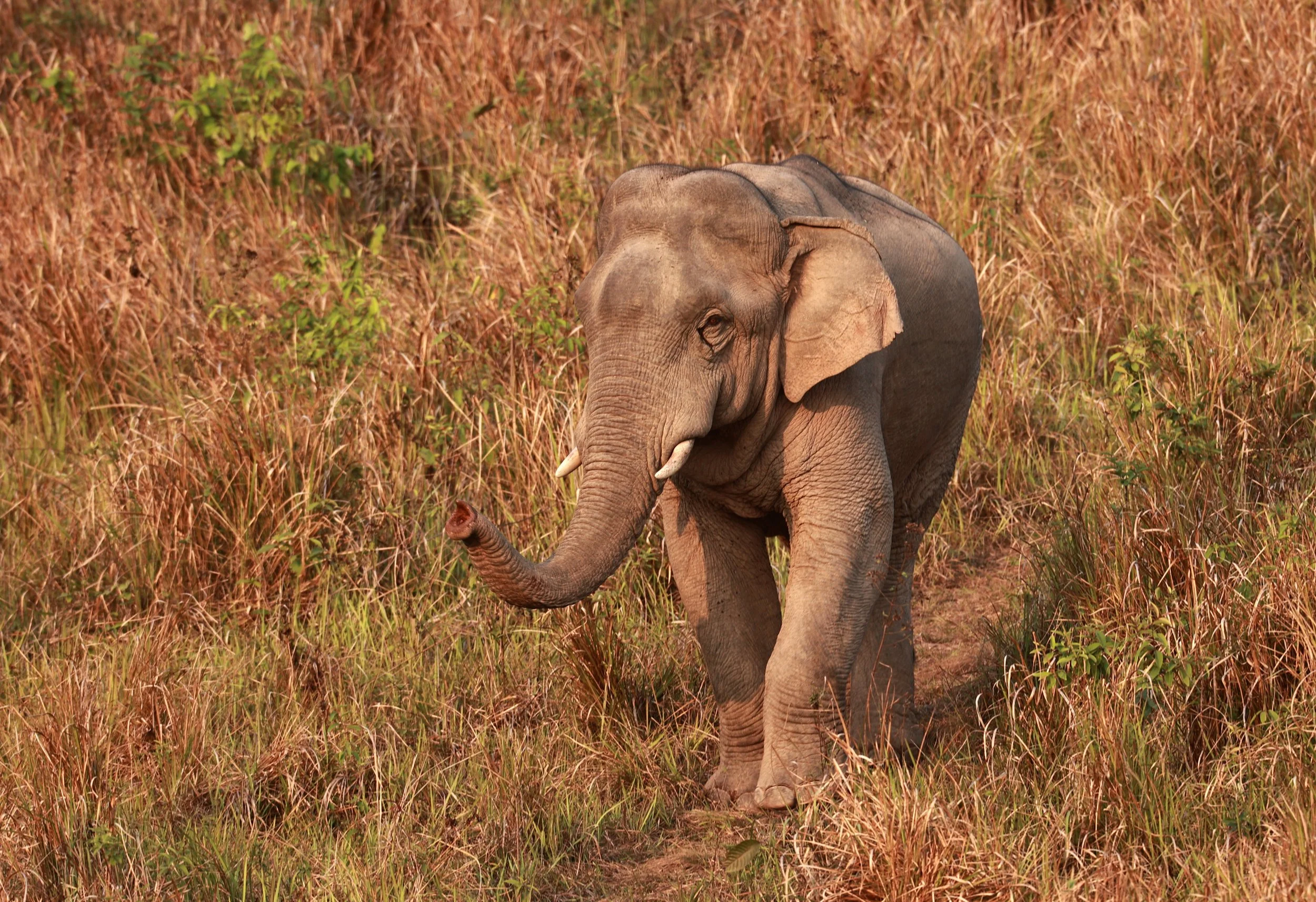 Asian Elephant (Elephas maximus) Khao Yai National Park, Thailand (40).jpg