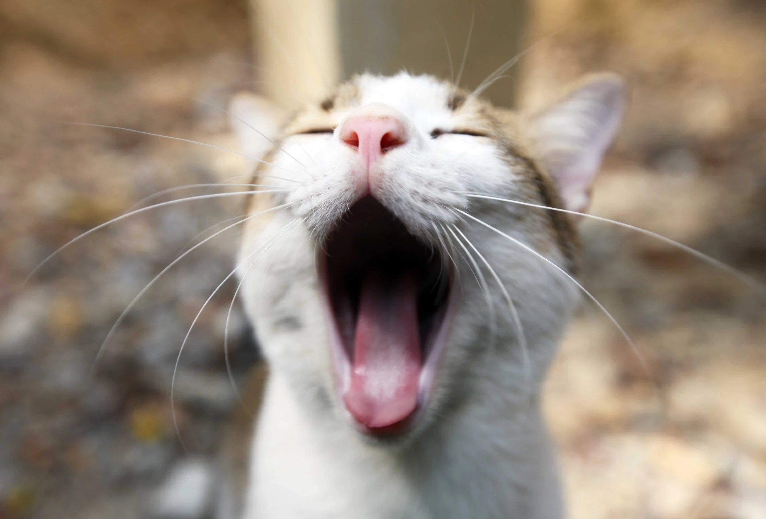 2015 Koh Lanta Songkran with friends from ISB (38).JPG