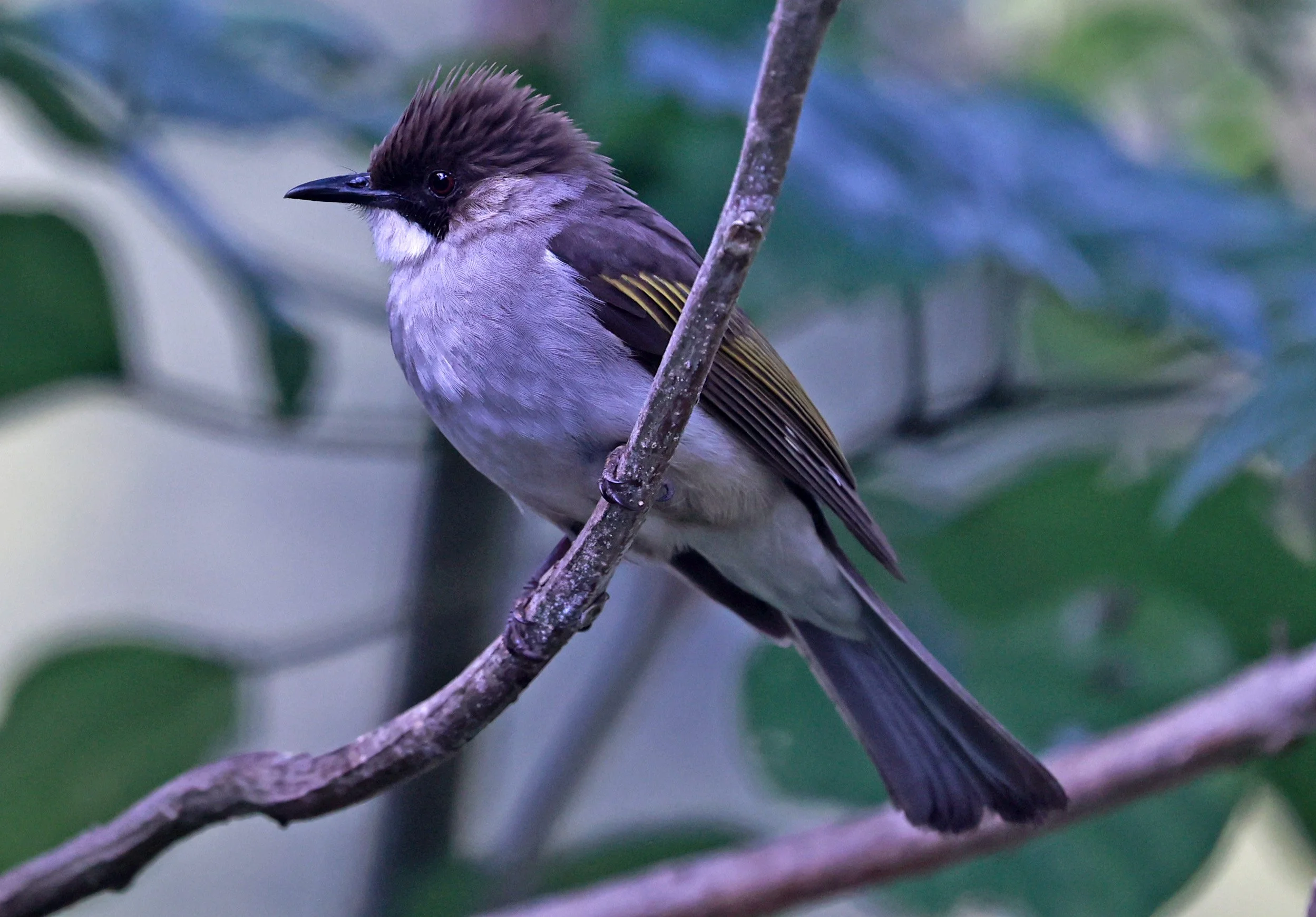 Ashy Bulbul (Hemixos flavala) Kaeng Krachan National Park Thailand, Jan 2025 (15).jpg