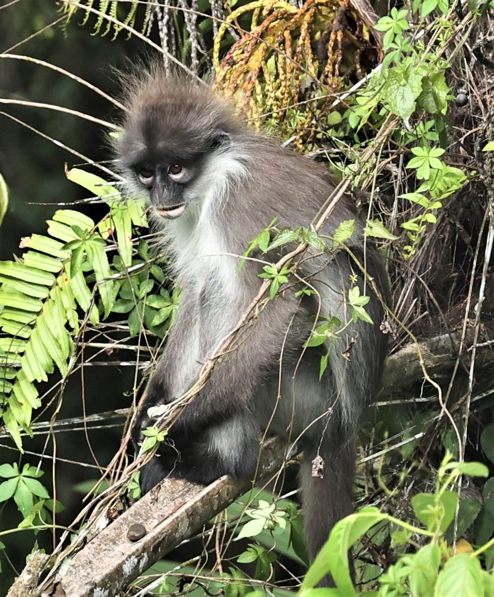 Presbytis siamensis - WHITE-THIGHED SURILI (LANGUR) - FRASER'S HILL, MALAYSIA JUNE 2022 (37).jpg